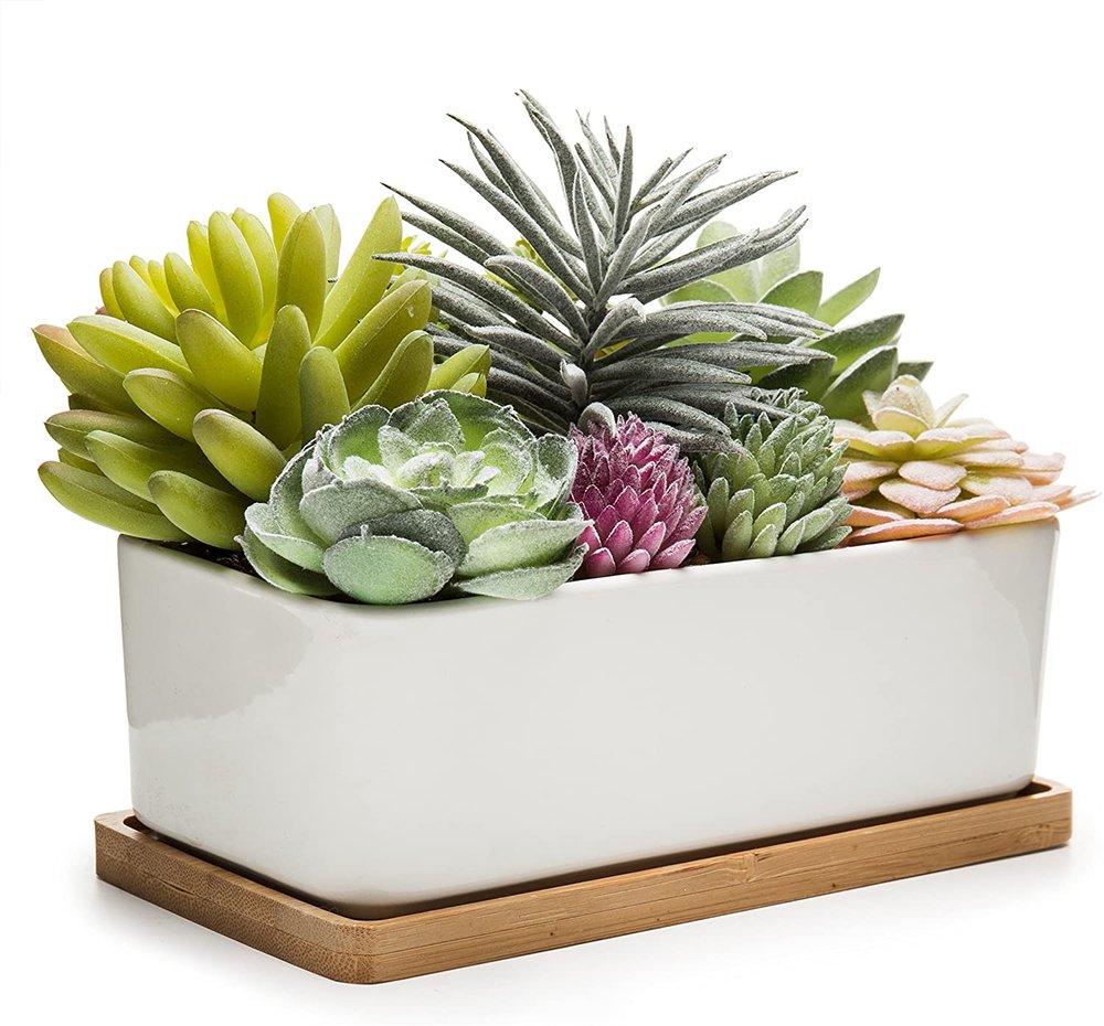 Succulent Plant