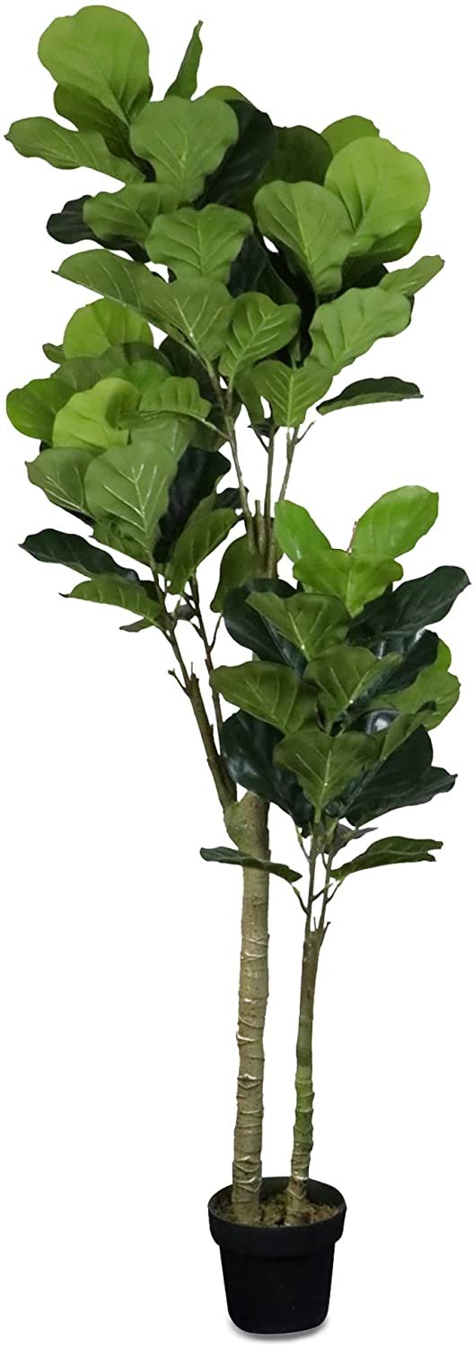 Fiddle Leaf Fig 6'