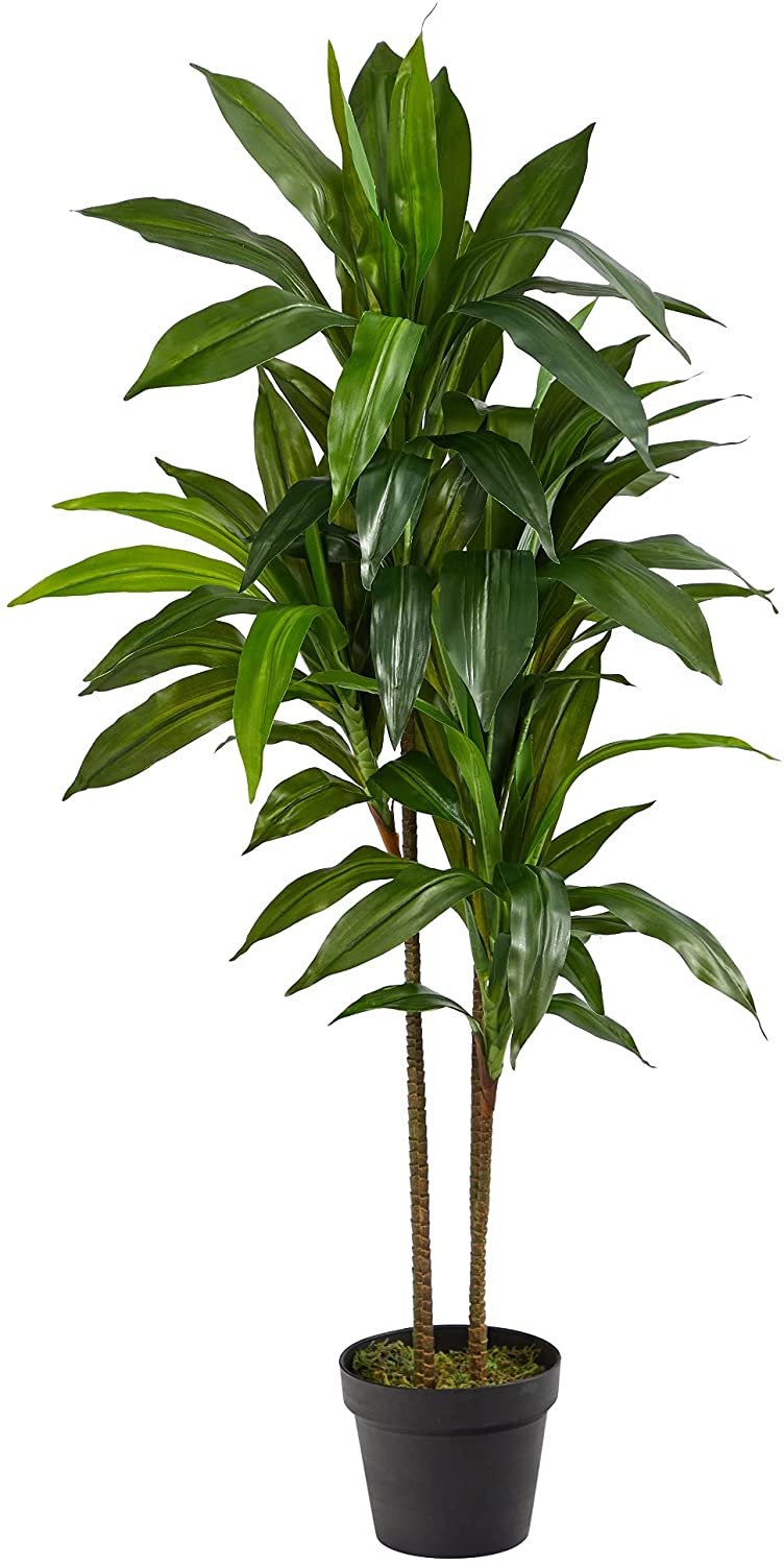 Dracaena Plant 43" 