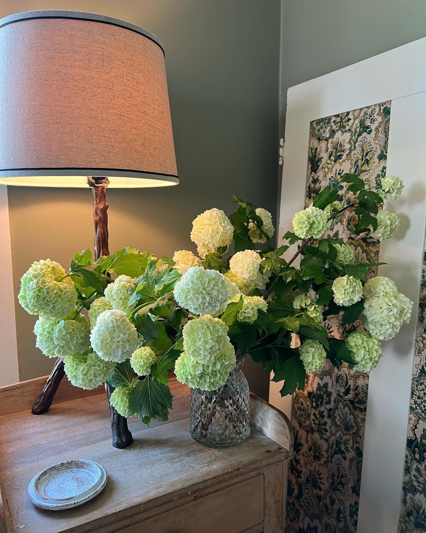 That snowball viburnam 😍😍 my mom planted it at least 20 years ago &amp; every season I cut it early when it&rsquo;s green &amp; then later when it turns white. One of my favorite flowers when it&rsquo;s green &amp; @notsoflatware doesn&rsquo;t unde