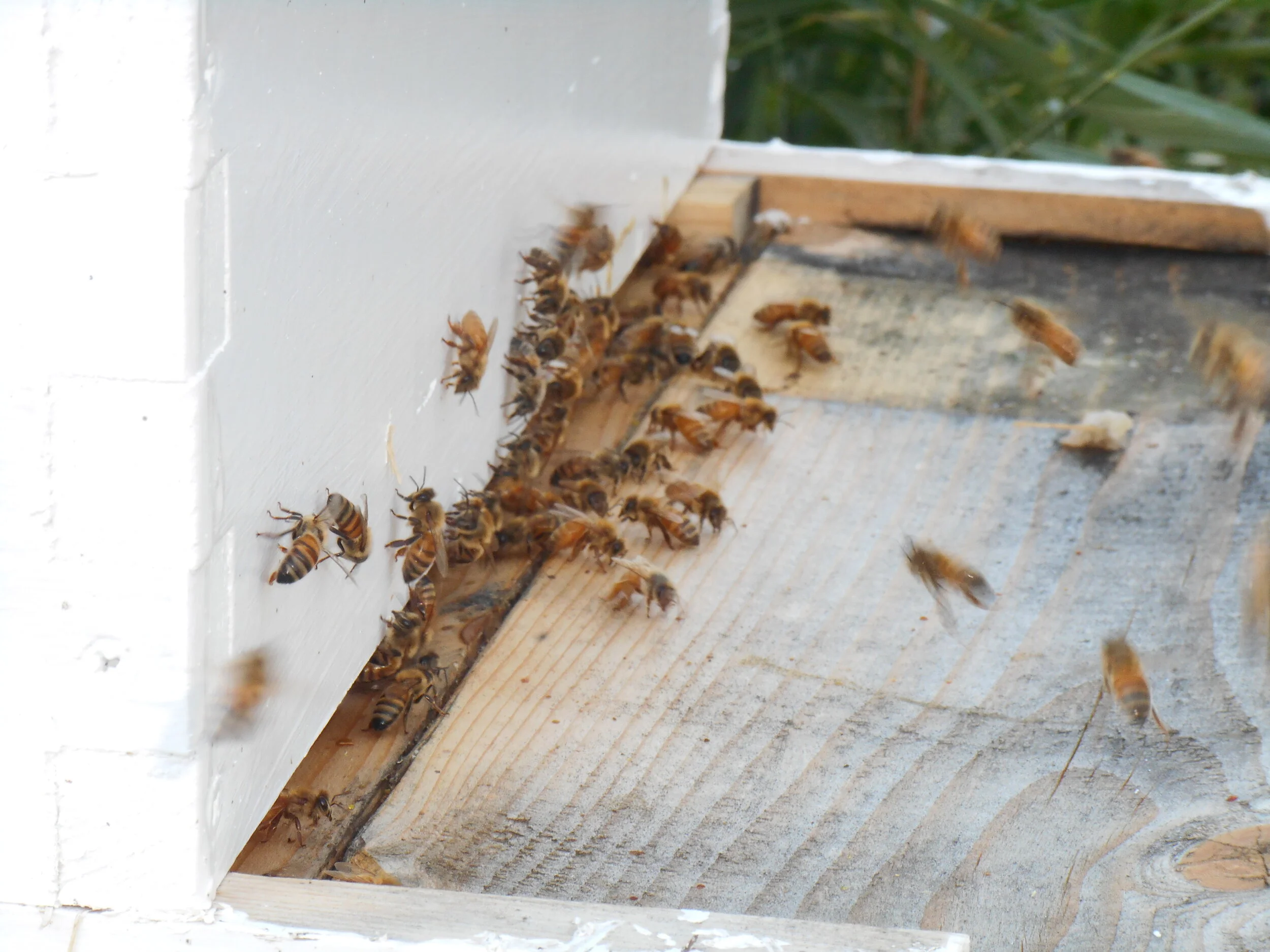 Owl Creek Honey bees my first year keeping them