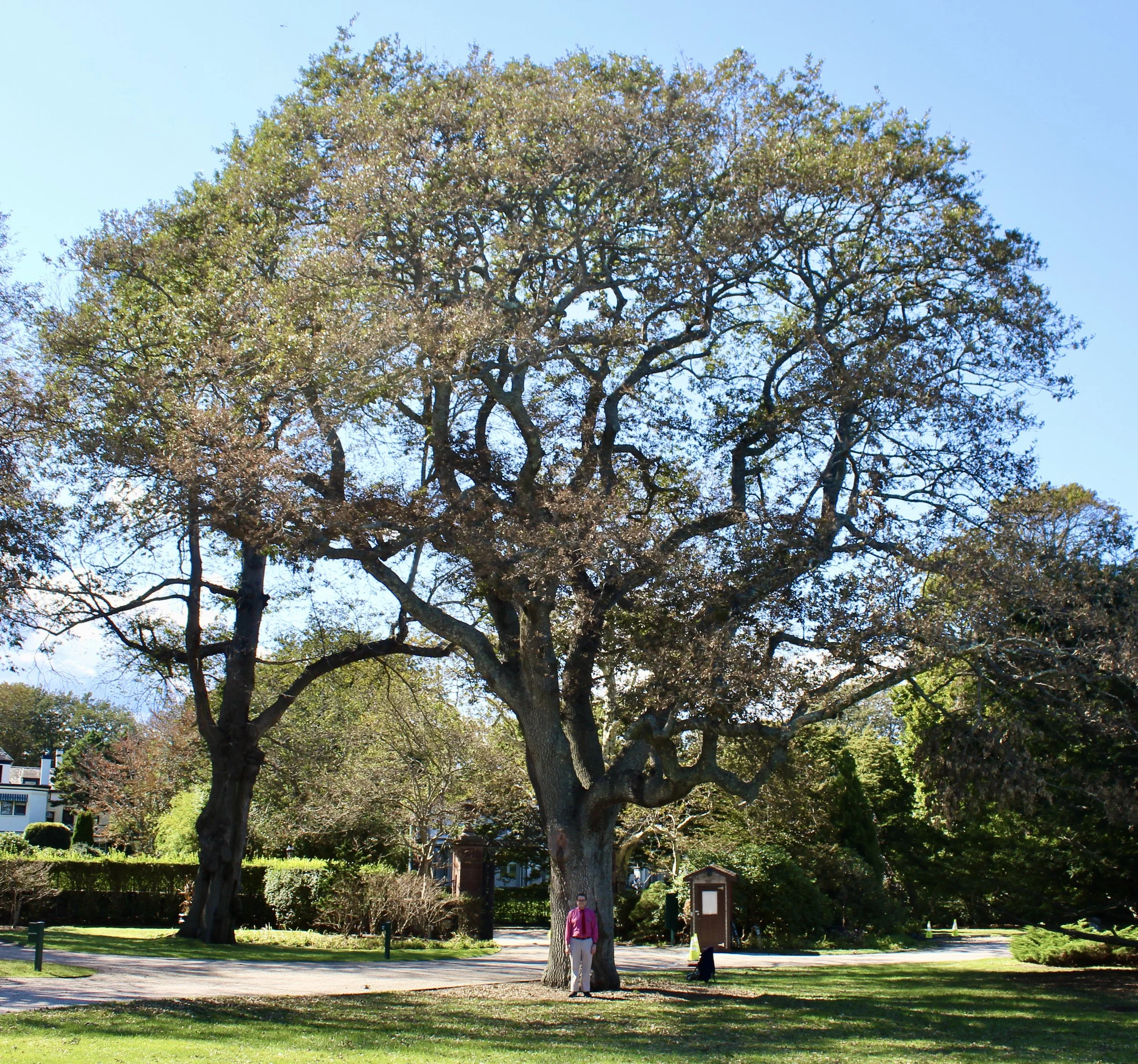 Rough Point Turkish Oak.JPG