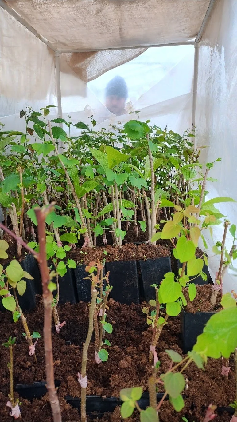 March - Joe Verstandig checking in on our grafts in their humidity tent.