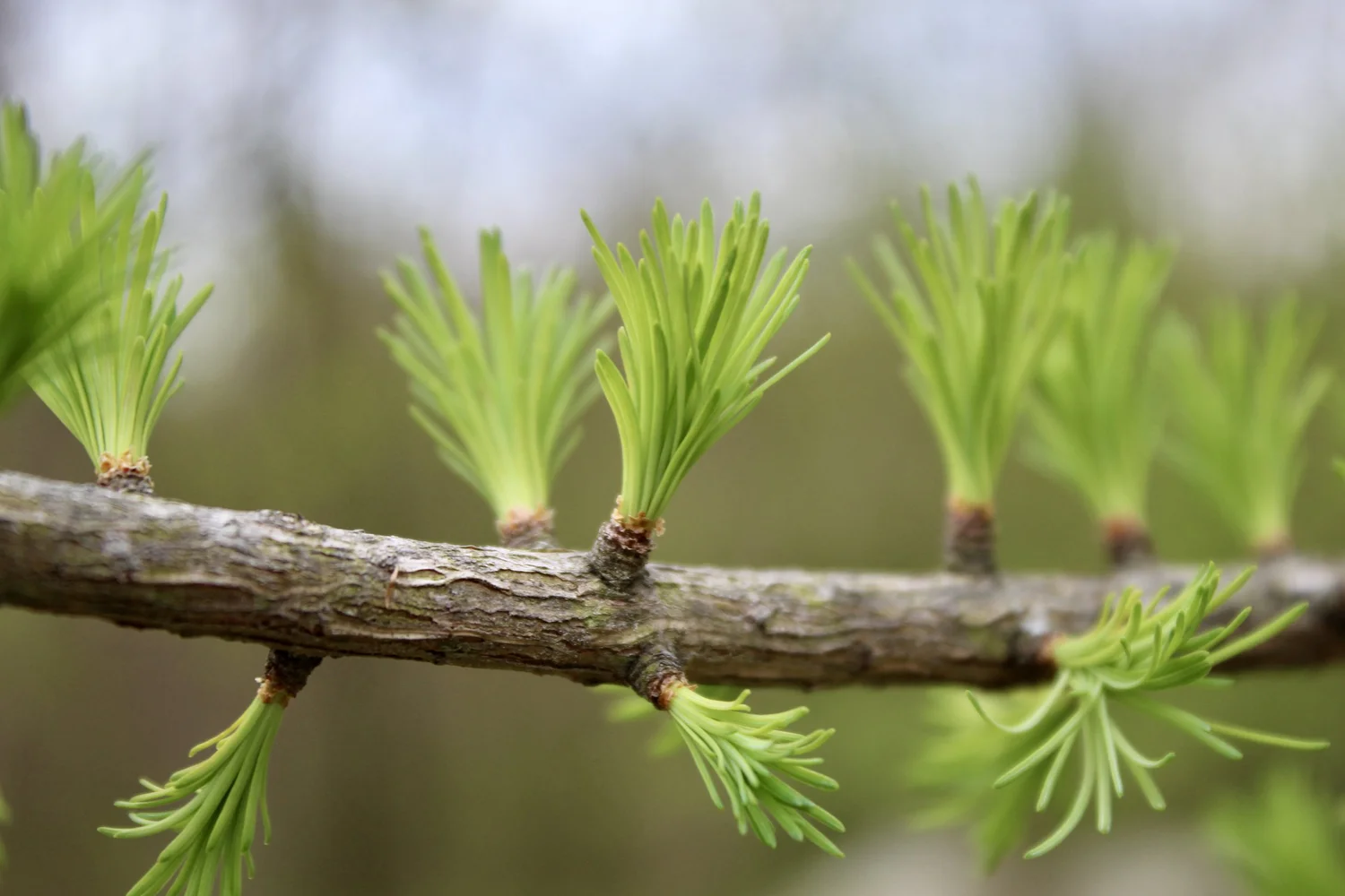 Mission & History — Newport Tree Conservancy