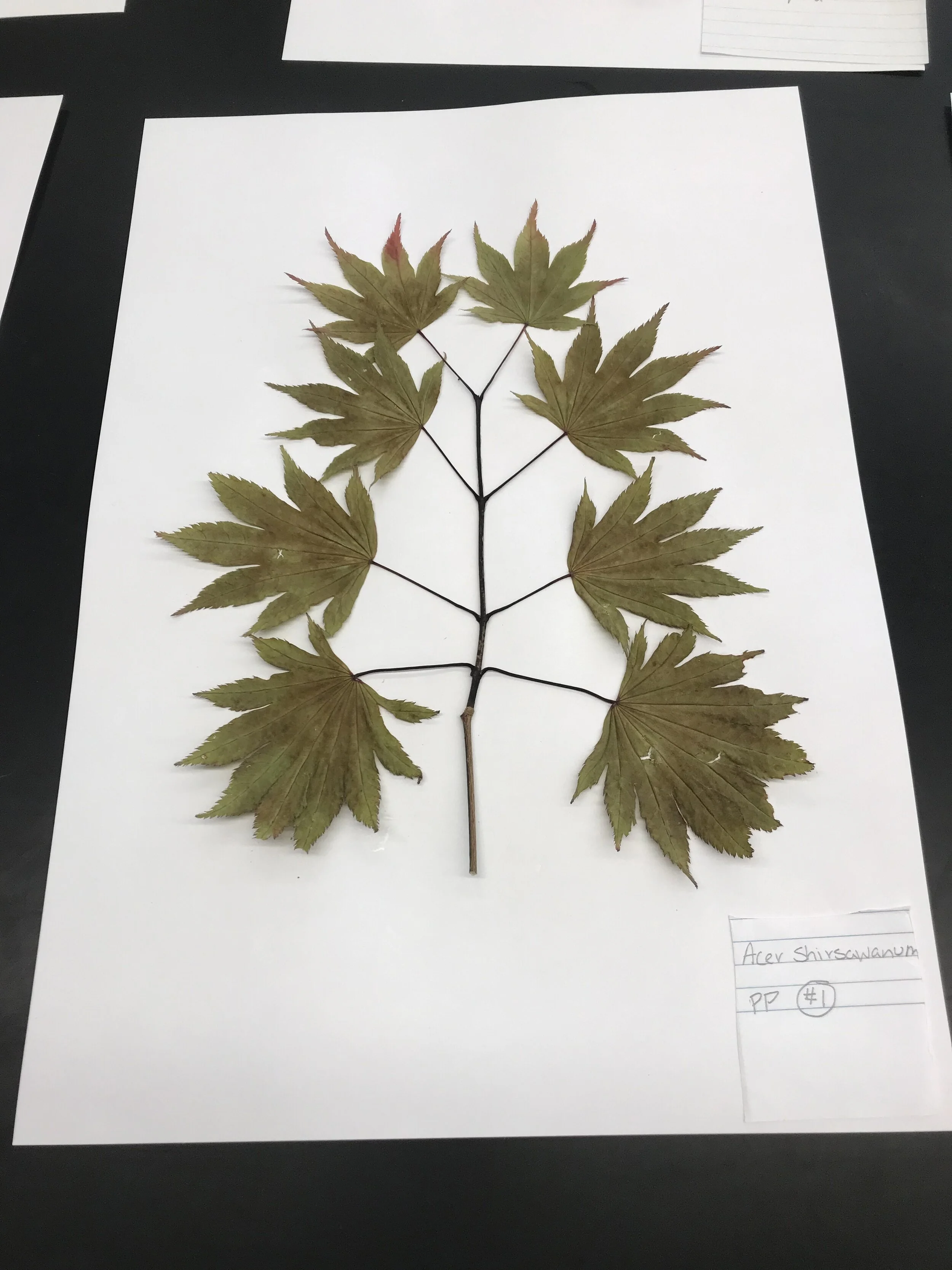 Herbarium — Newport Tree Conservancy
