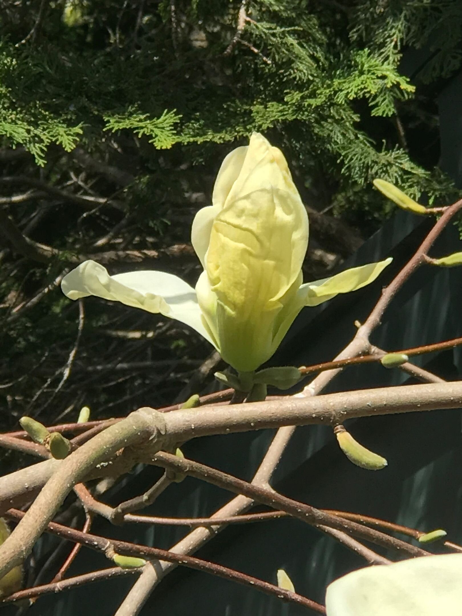 2020 Yellow Magnolia.jpeg