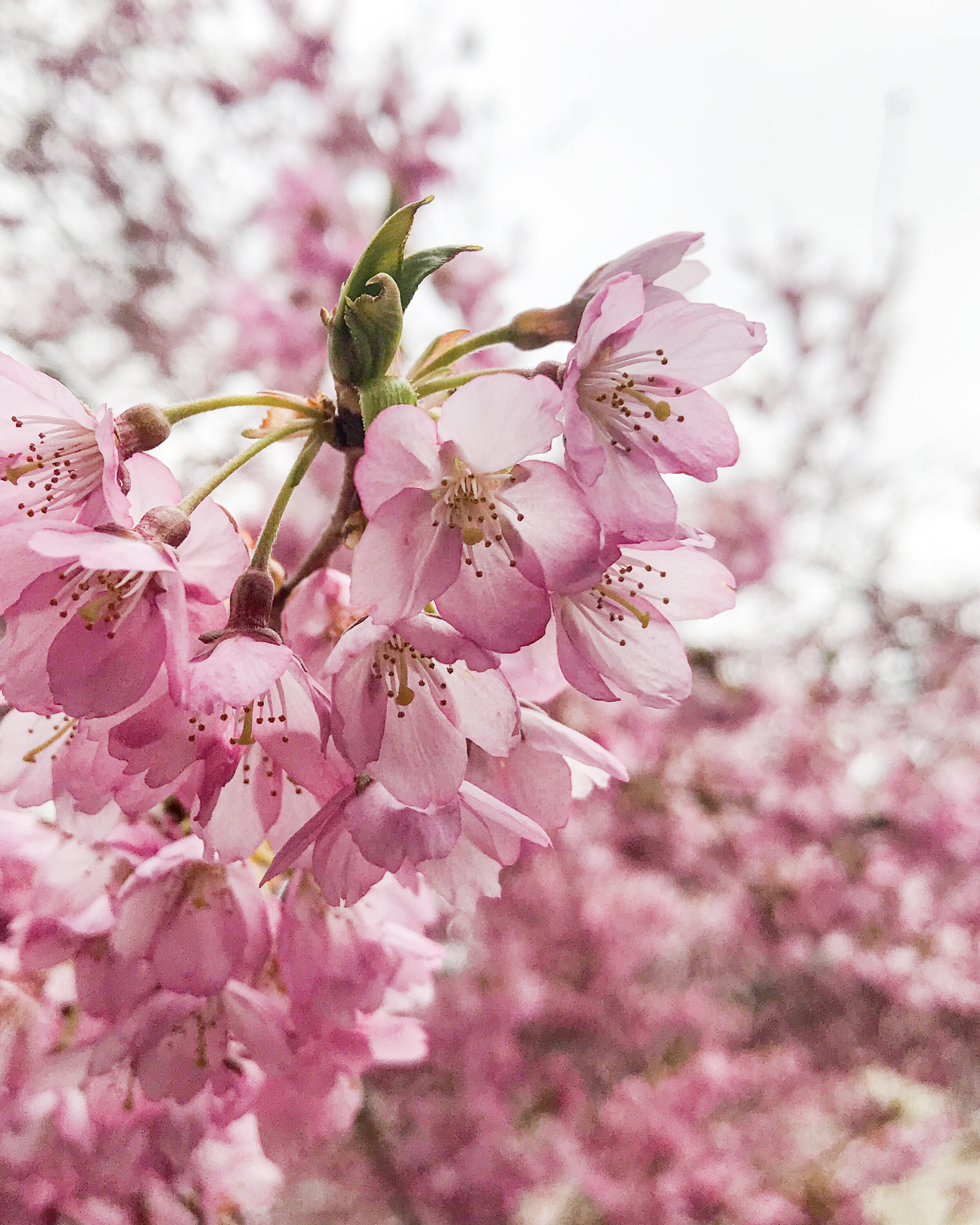 2020 04 Cherry Blossoms.jpg
