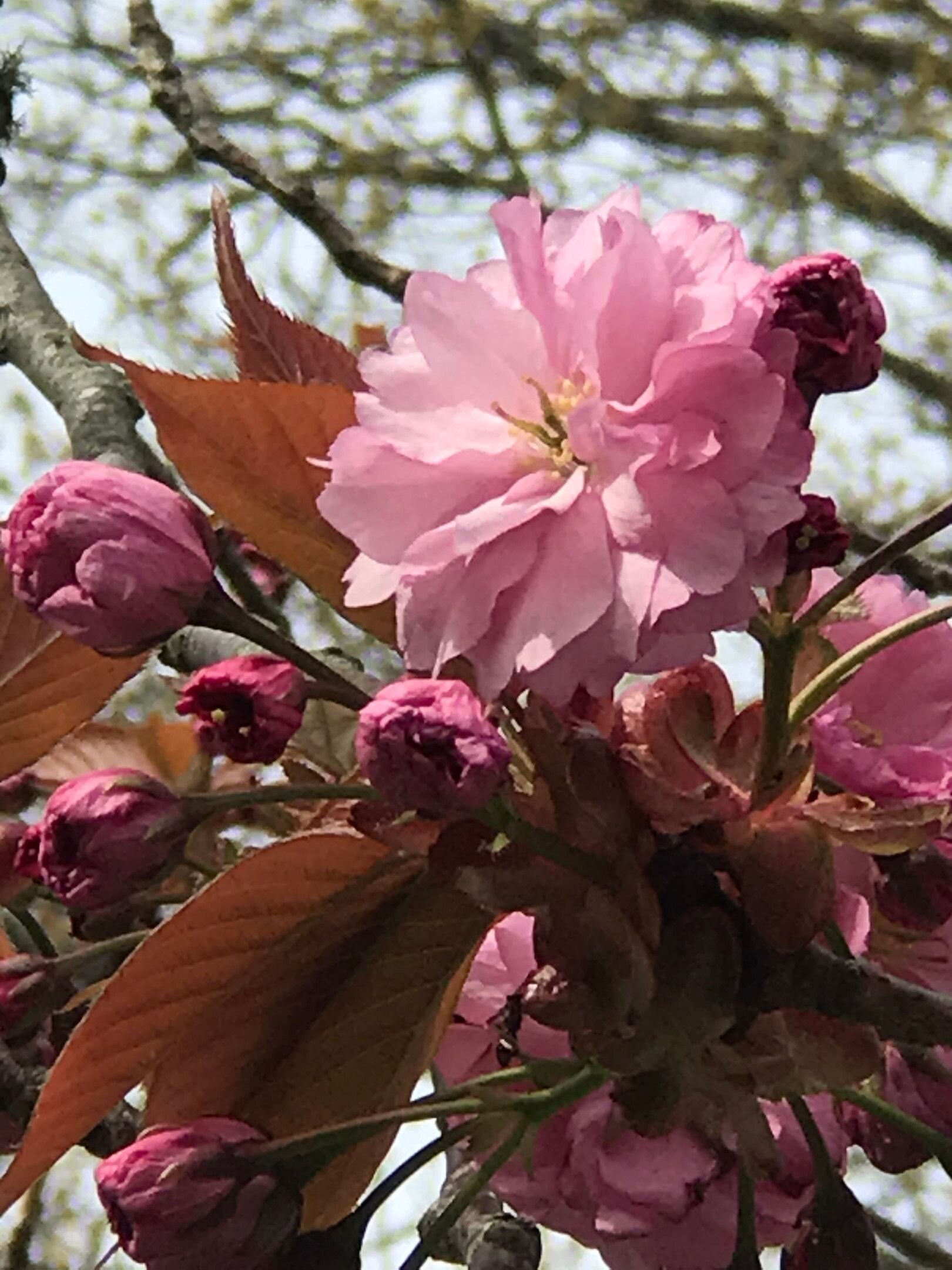 Kwanzan cherry — Newport Tree Conservancy