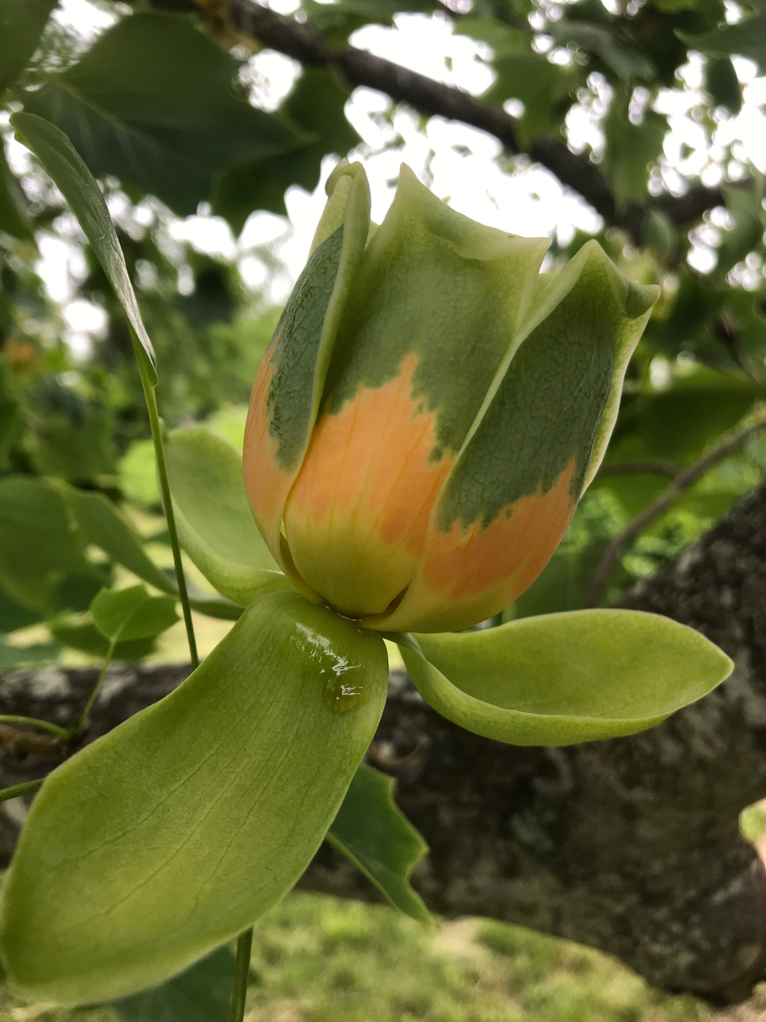 2020 TOW Tulip Tree 2.jpeg