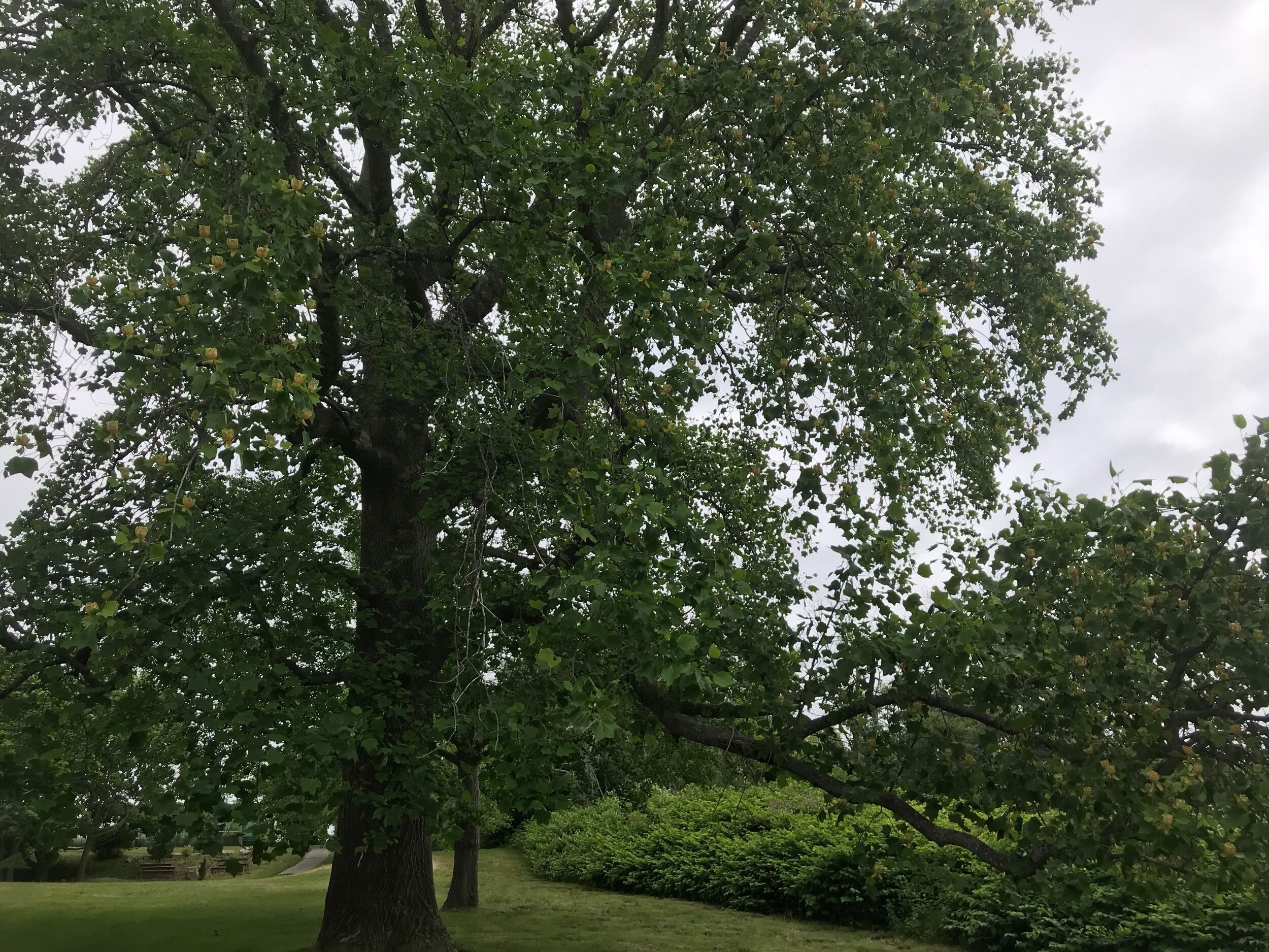 2020 TOW Tulip Tree 4.jpeg