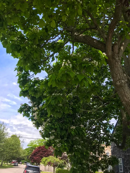 Northern catalpa  Newport Tree Conservancy