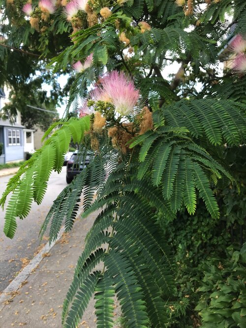 Silk Tree Newport Tree Conservancy Silk Tree Newport Tree Conservancy