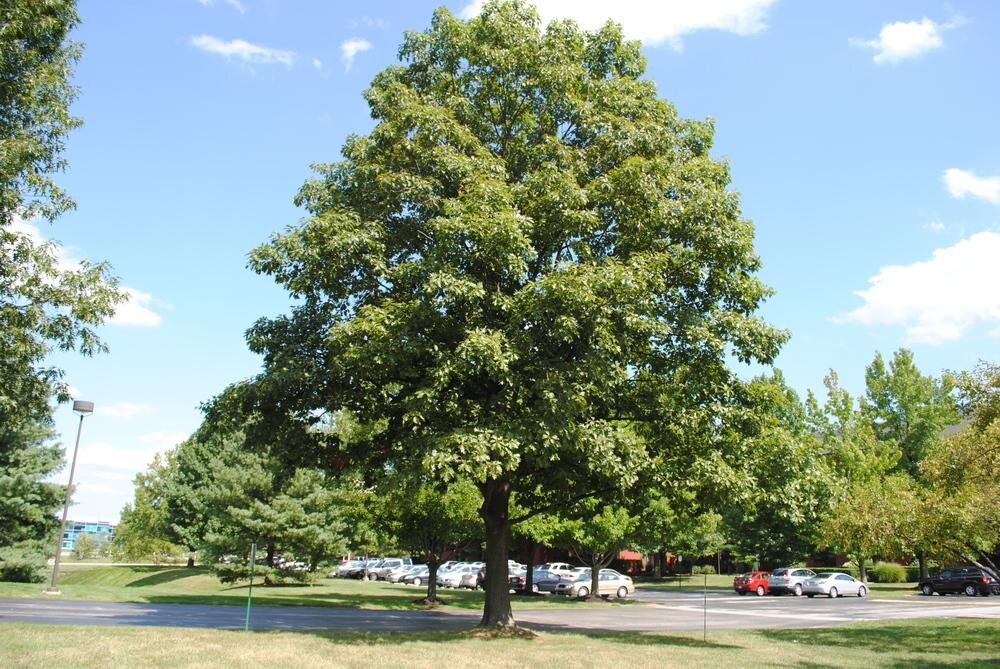 Quercus rubra 2.jpg