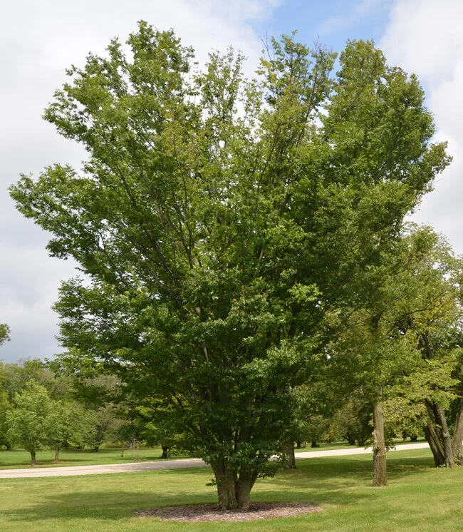 Village Green Zelkova — Newport Tree Conservancy