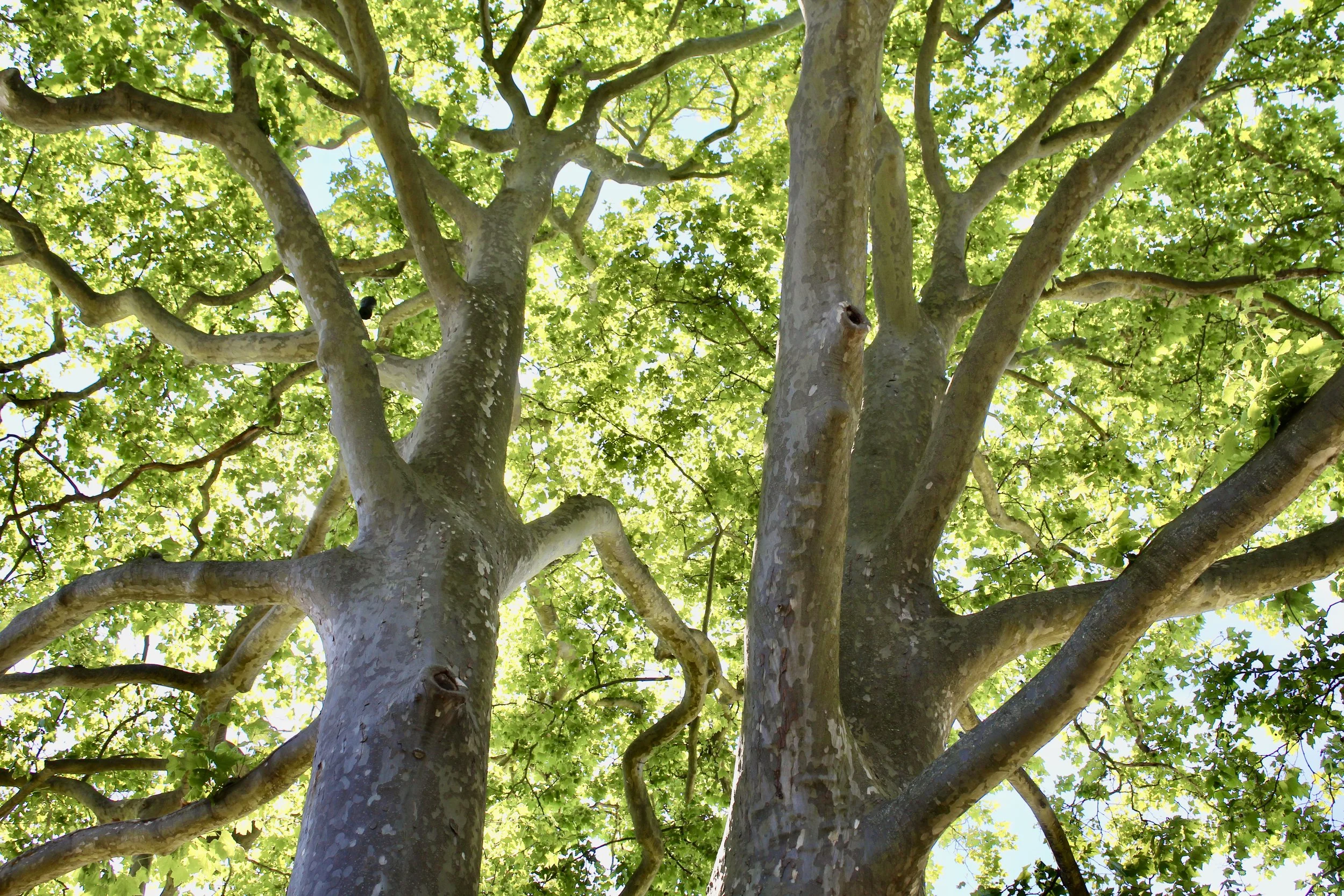 London Planetree (Platanus x acerfolia) — Newport Tree Conservancy