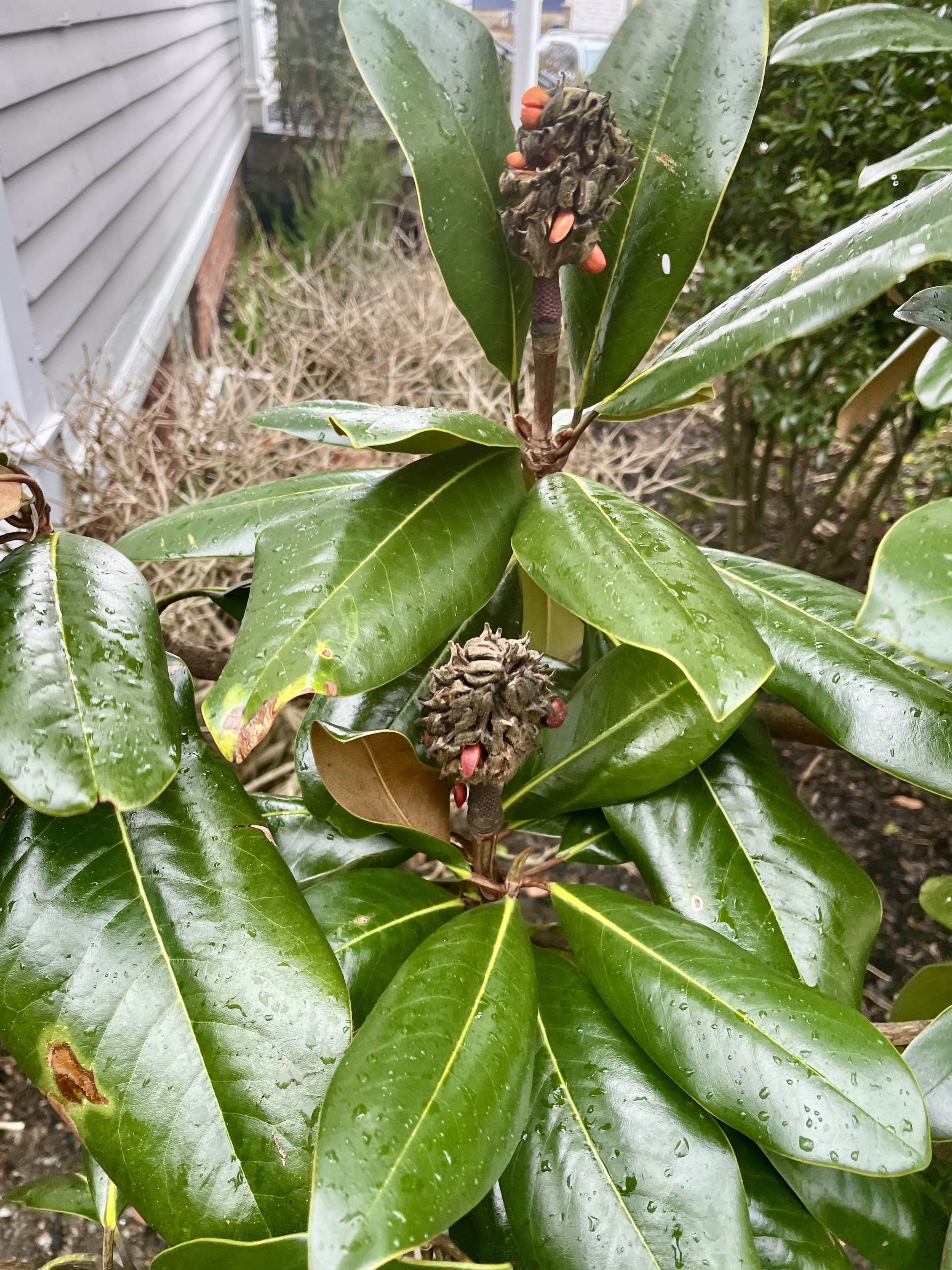 Magnolia5.jpeg