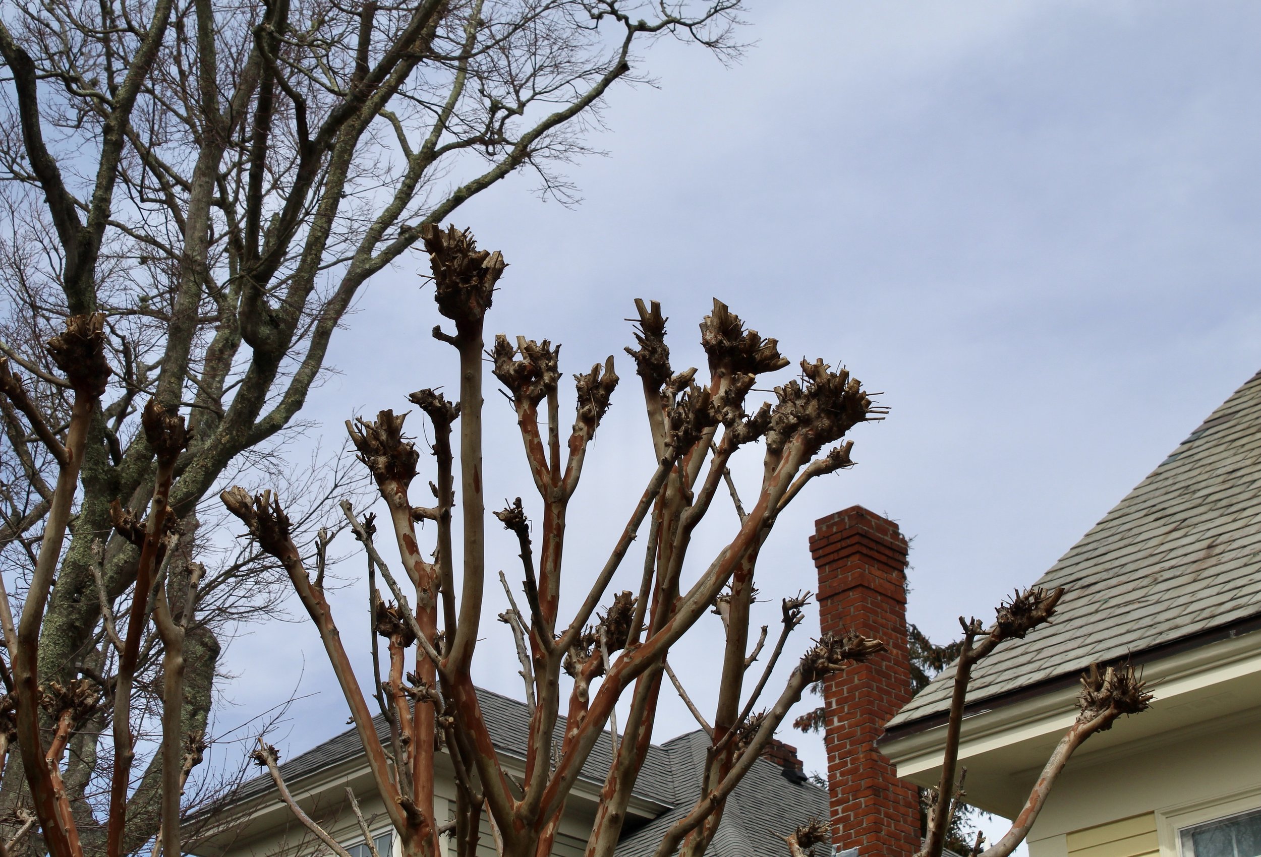 2022 Pollard Crape Myrtle.jpeg