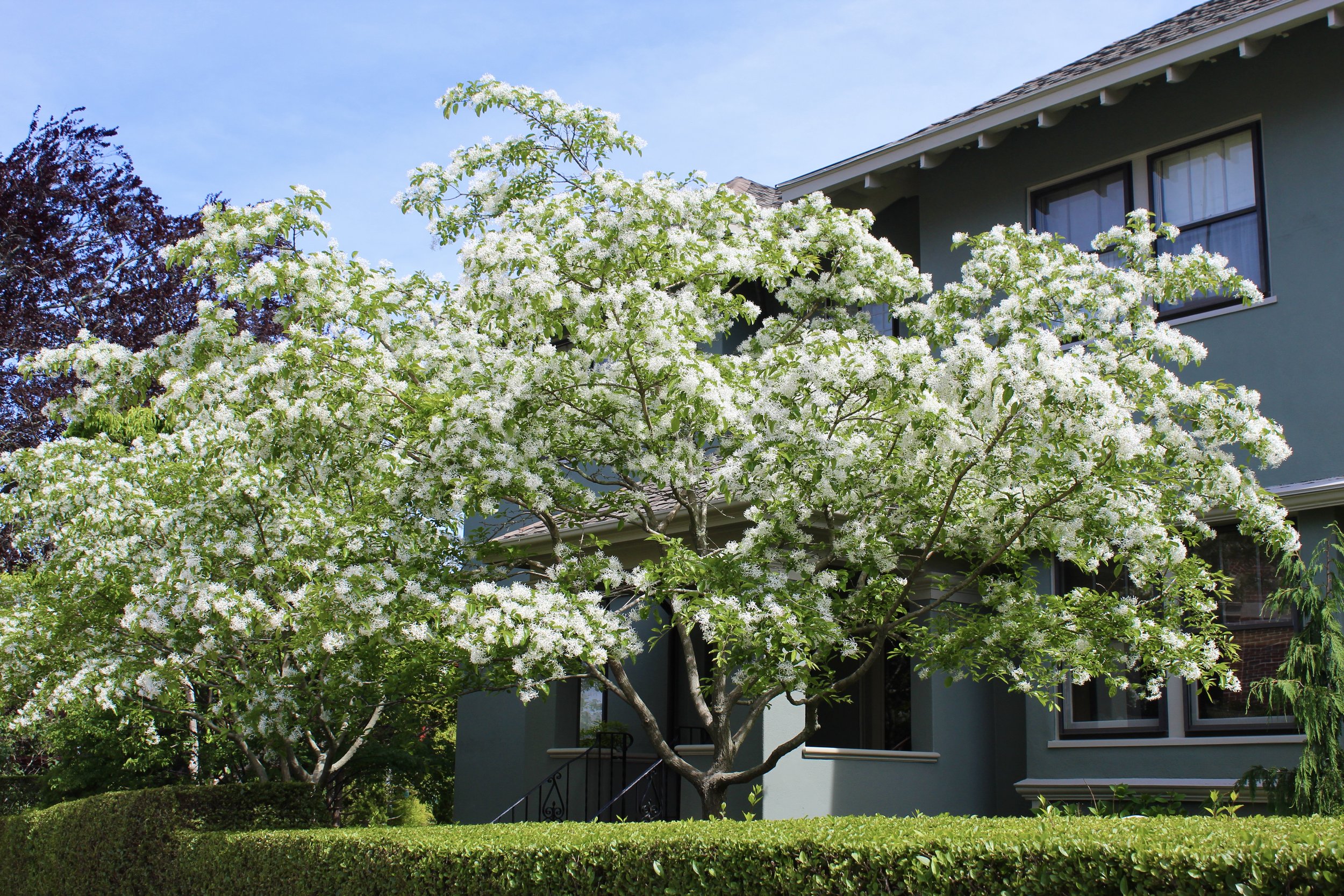 Chinese fringetree with flowers 2021