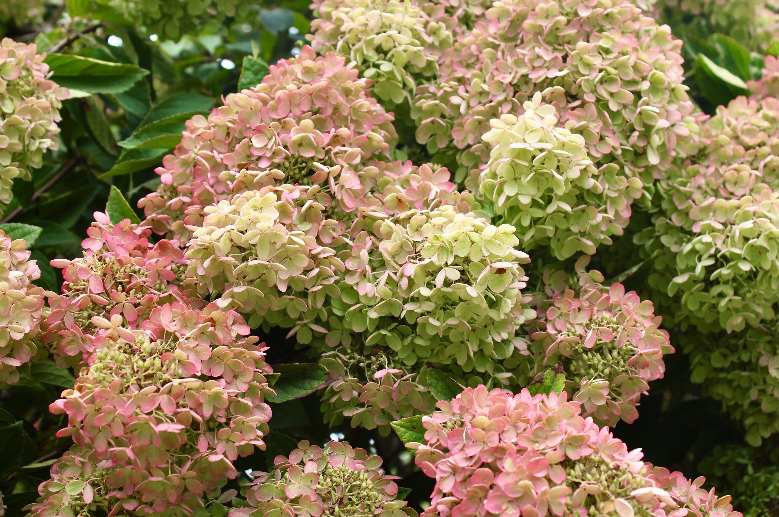 Grandiflora Hydrangea