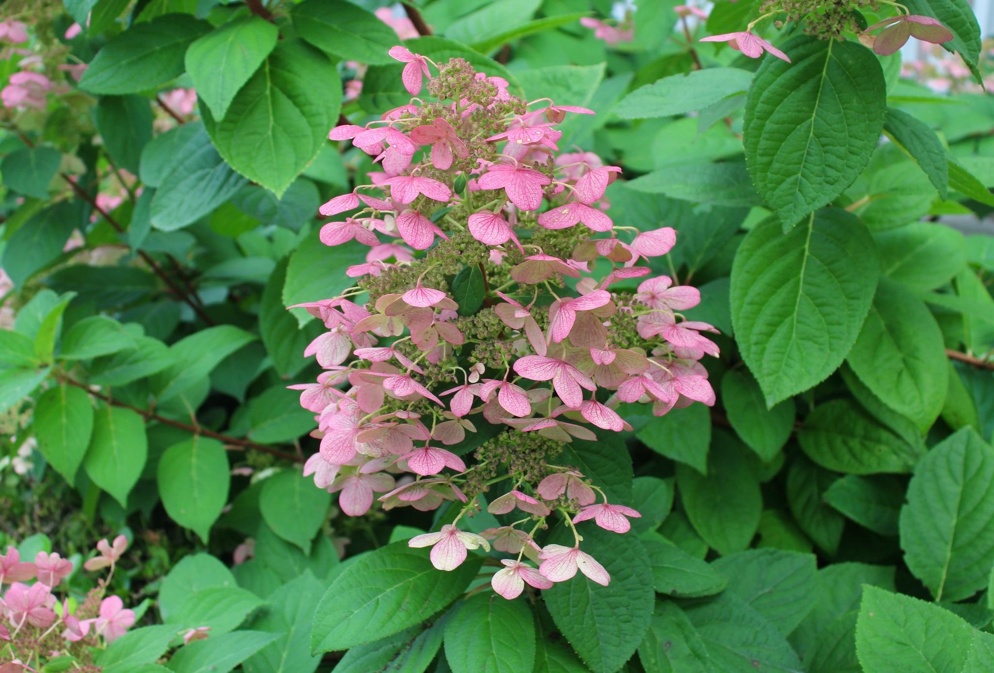 Quickfire Hydrangea