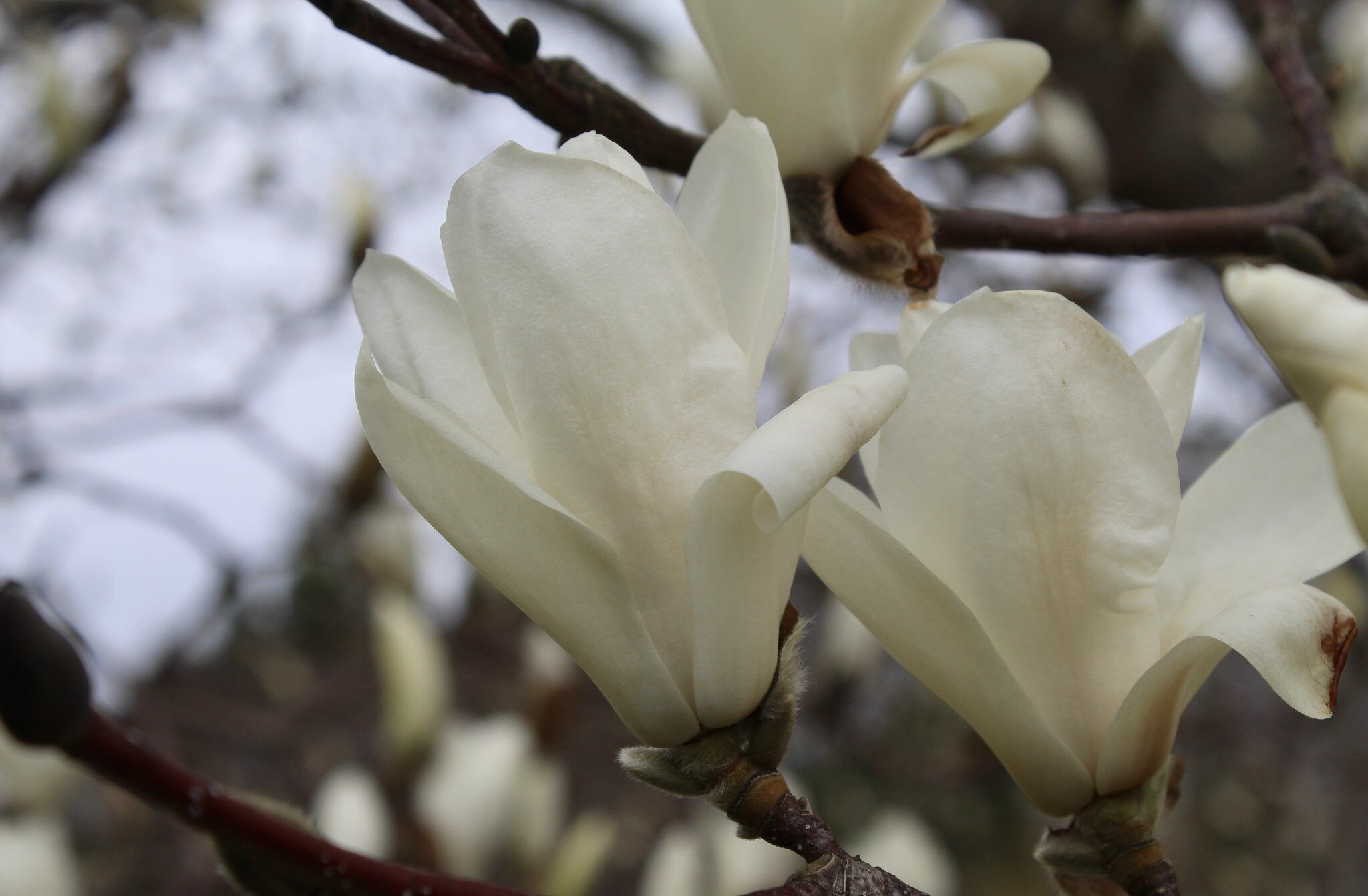 The lily tree, or Yulan magnolia (Magnolia denudata), is this week&rsquo;s highly anticipated selection, standing out breathtakingly in the lawn of Chateau-ser-Mer. I think there is little argument that this tree is one of the most beautiful magnolia