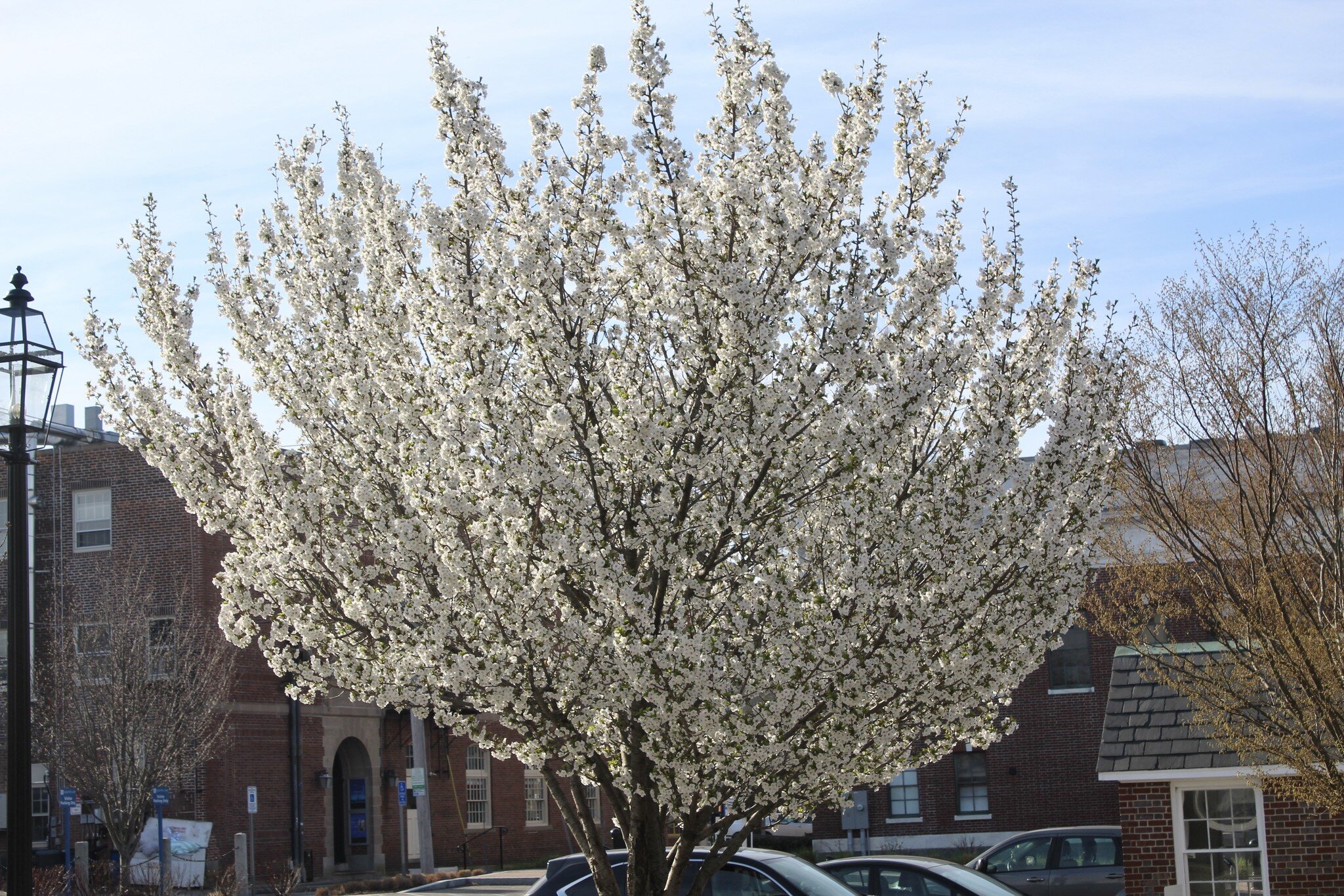 This week&rsquo;s selection is the admirable snow goose cherry (Prunus x &lsquo;Snow Goose&rsquo;), in peak flower under the hot sun at the intersection of Duke and Marlborough Street. A hybrid cultivar that deserves wider use, the tree makes itself 
