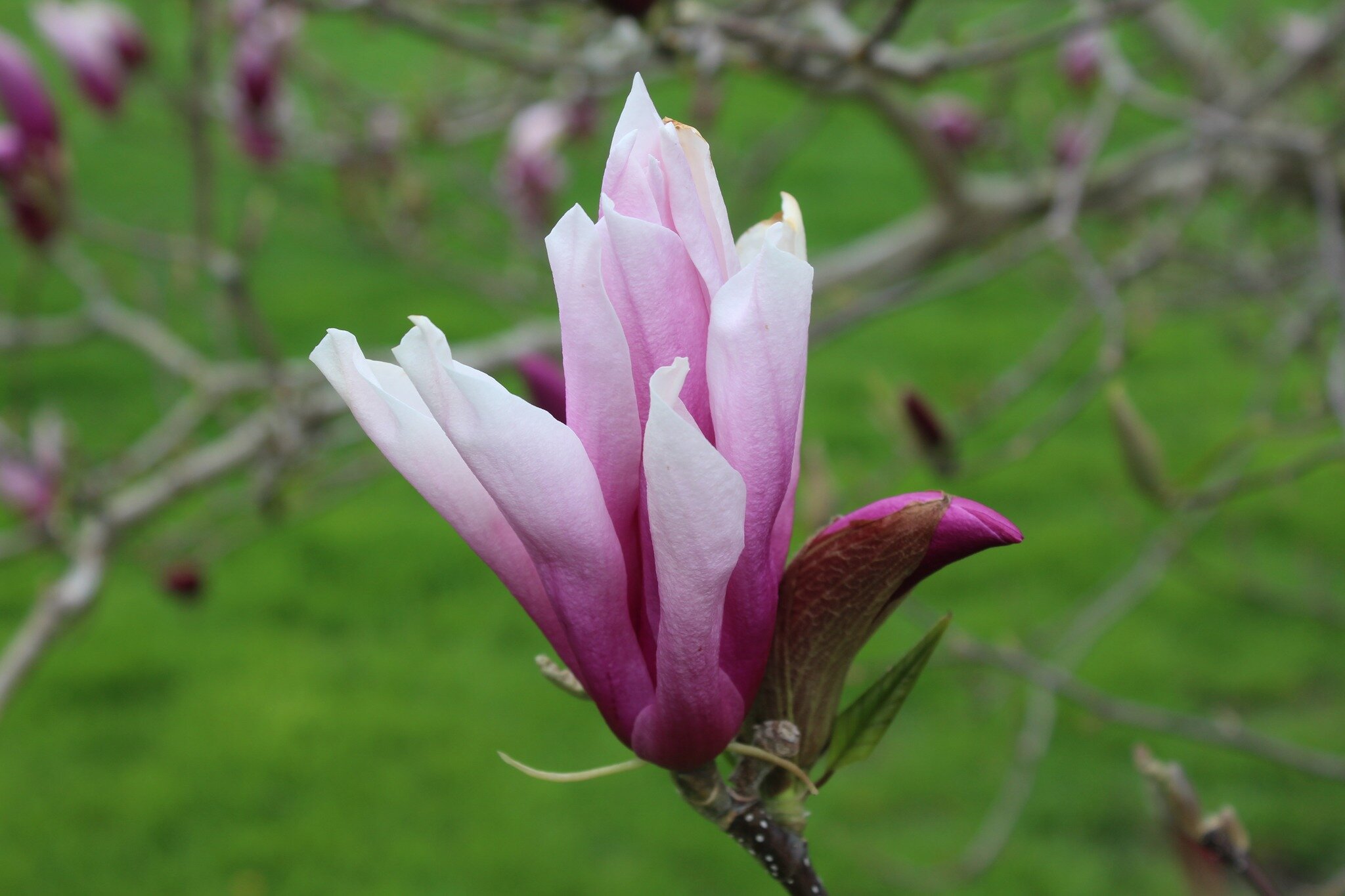 We have another magnolia to feature this week, the Ann Magnolia (Magnolia x &lsquo;Ann&rsquo;), steadily approaching full flower in Rovensky Park. Identification wasn&rsquo;t immediate with this plant, but I was confident that the magnolia was a memb