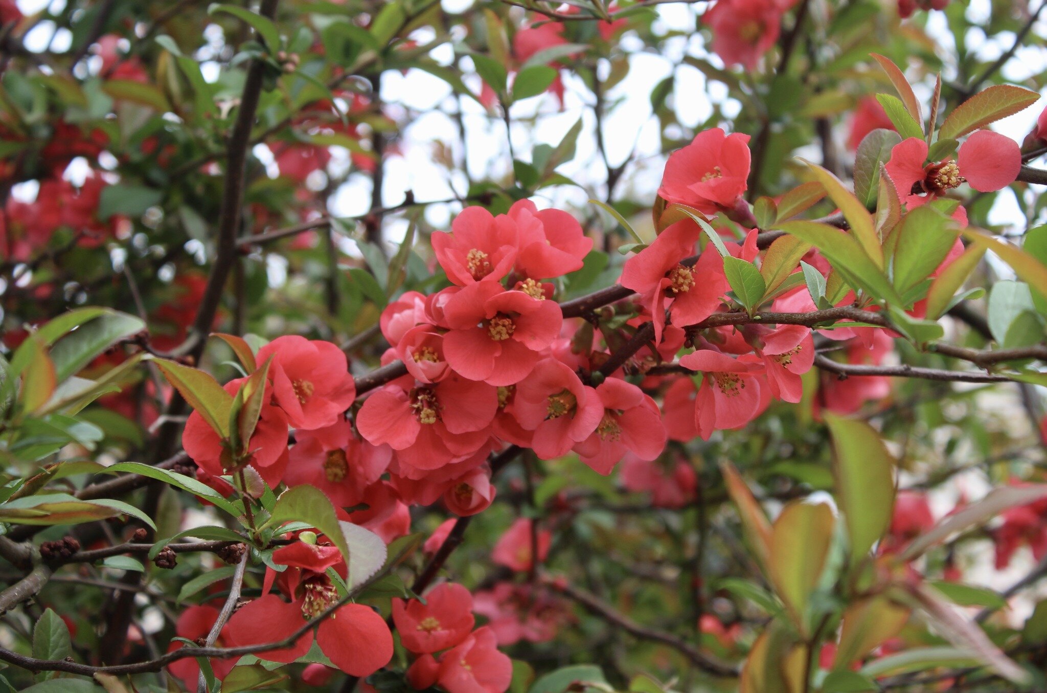 This week&rsquo;s tree is the robust flowering quince (Chaenomeles speciosa), a spectacular sight at the intersection of Bliss Road and Whitwell Avenue. Once again, you could certainly argue tree status for our rosaceous friend, but this organism cer