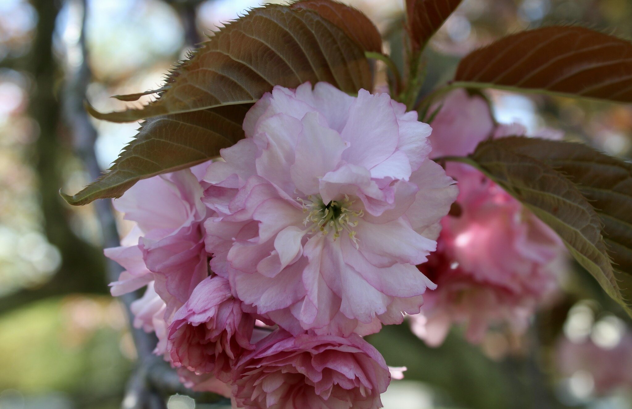 Reaching out over the small parking lot behind the Newport Art Museum, the eye-catching Kwanzan cherry (Prunus serrulata &lsquo;Kwanzan&rsquo;), or Japanese flowering cherry, is this week&rsquo;s chosen tree. A very common flowering tree, perhaps too