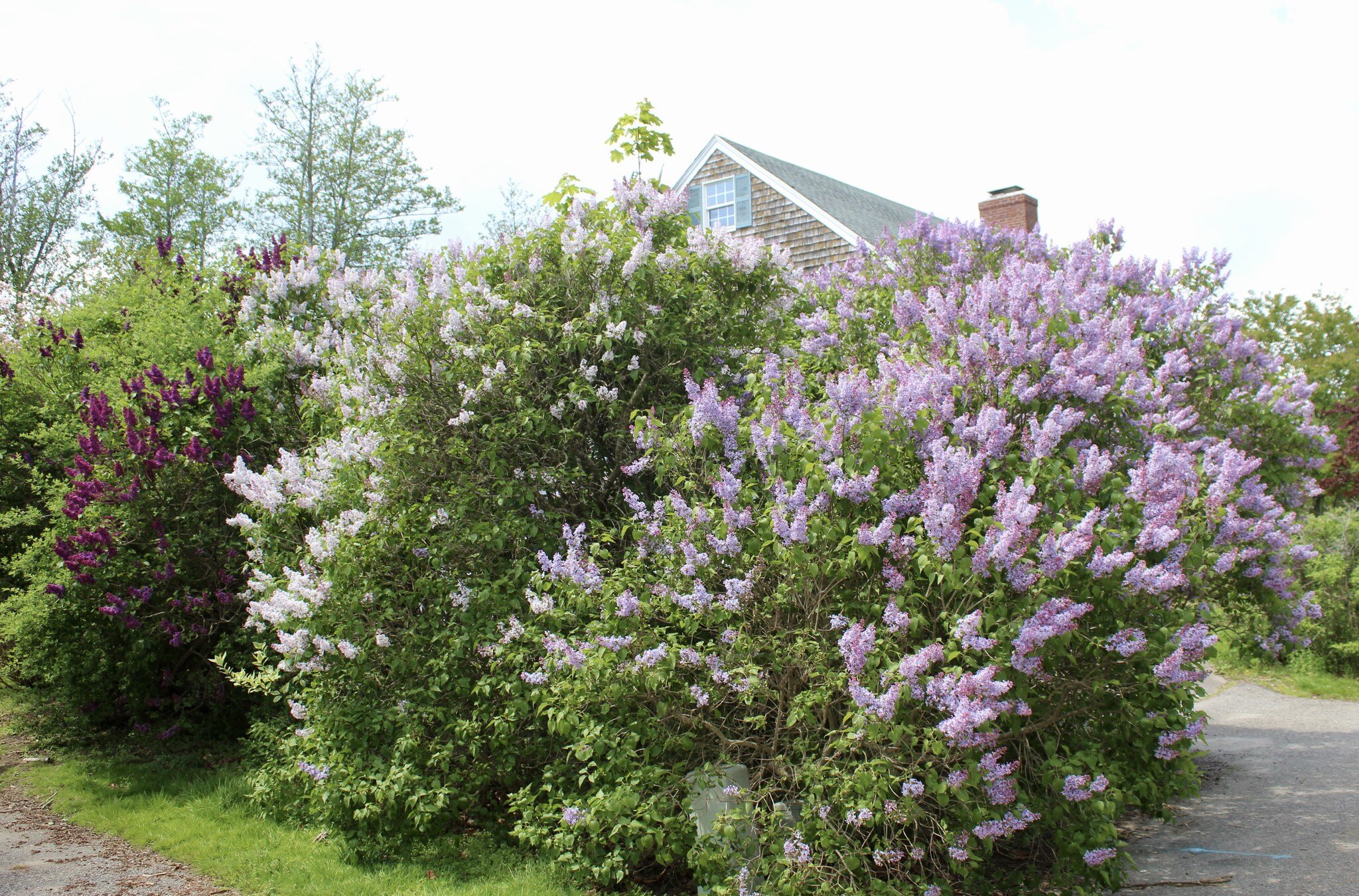 For all the great mothers out there, I&rsquo;ve selected the woody plant most closely associated with this important day, the beautiful common lilac (Syringa vulgaris). Our feature is 3 varieties of greatly differing colors planted in a group, creati