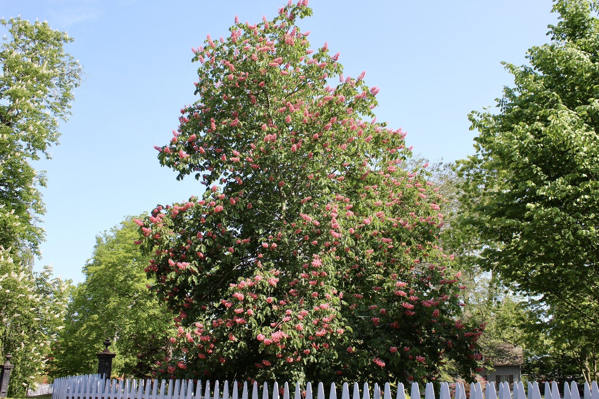 The unmistakable red horse chestnut (Aesculus x carnea) is this week&rsquo;s choice, in full bloom and looking delightful along Bowery Street at Kingscote. Noting the size and deep color of the flowers, it is very likely that our individual is the cu