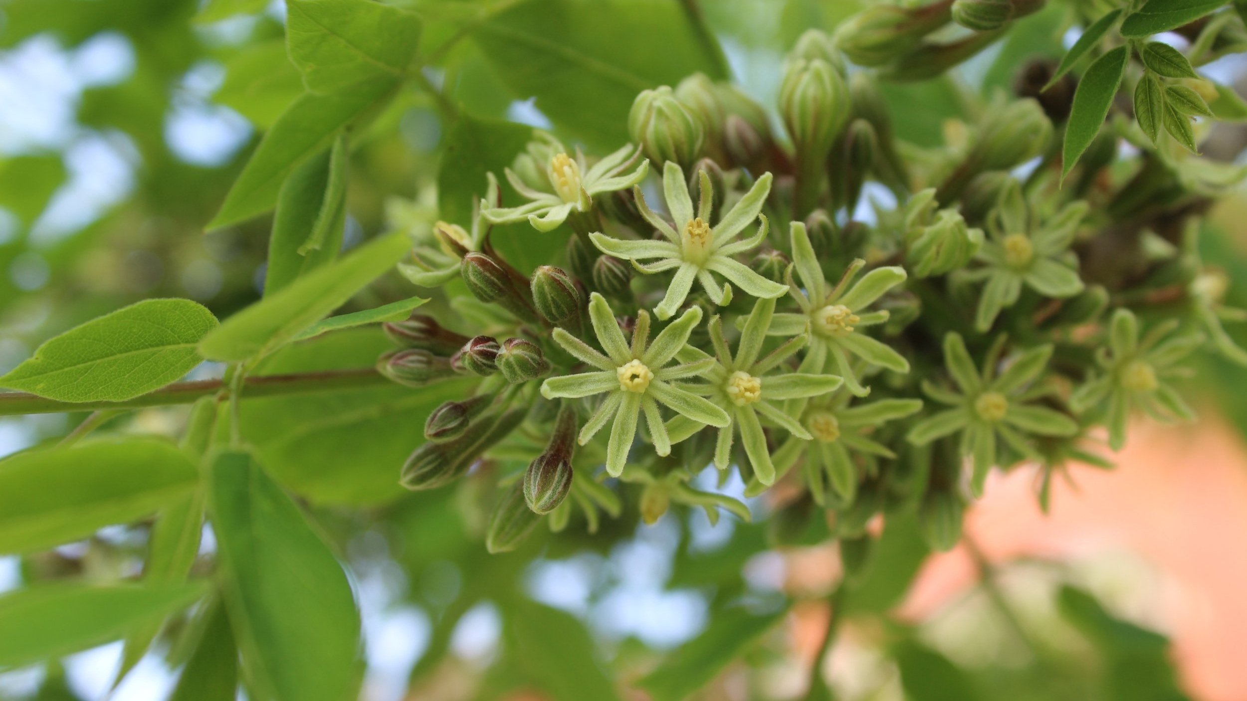  Kentucky Coffee Tree ( Gymnocladus dioicus ) 