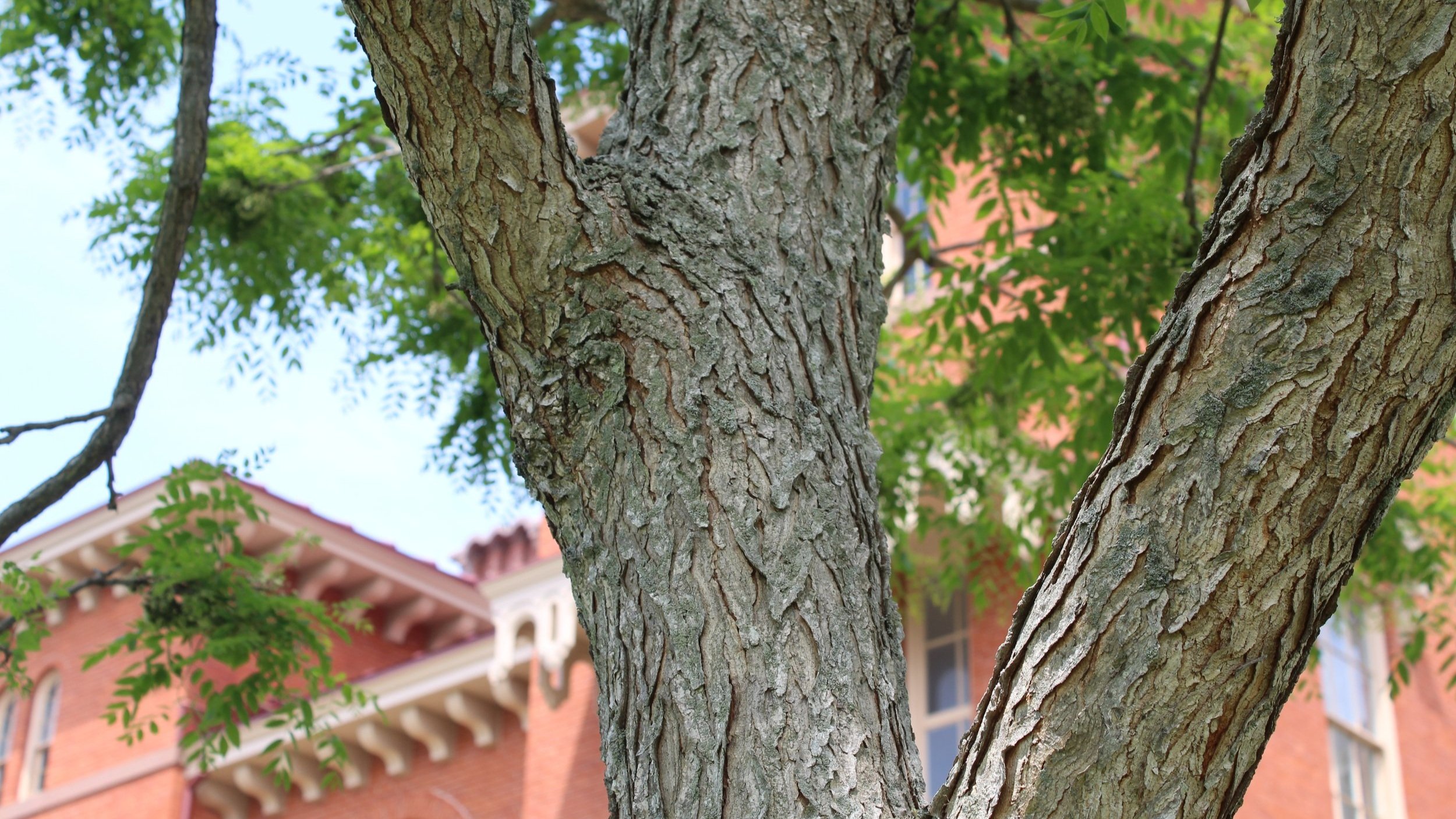  Kentucky Coffee Tree ( Gymnocladus dioicus ) 