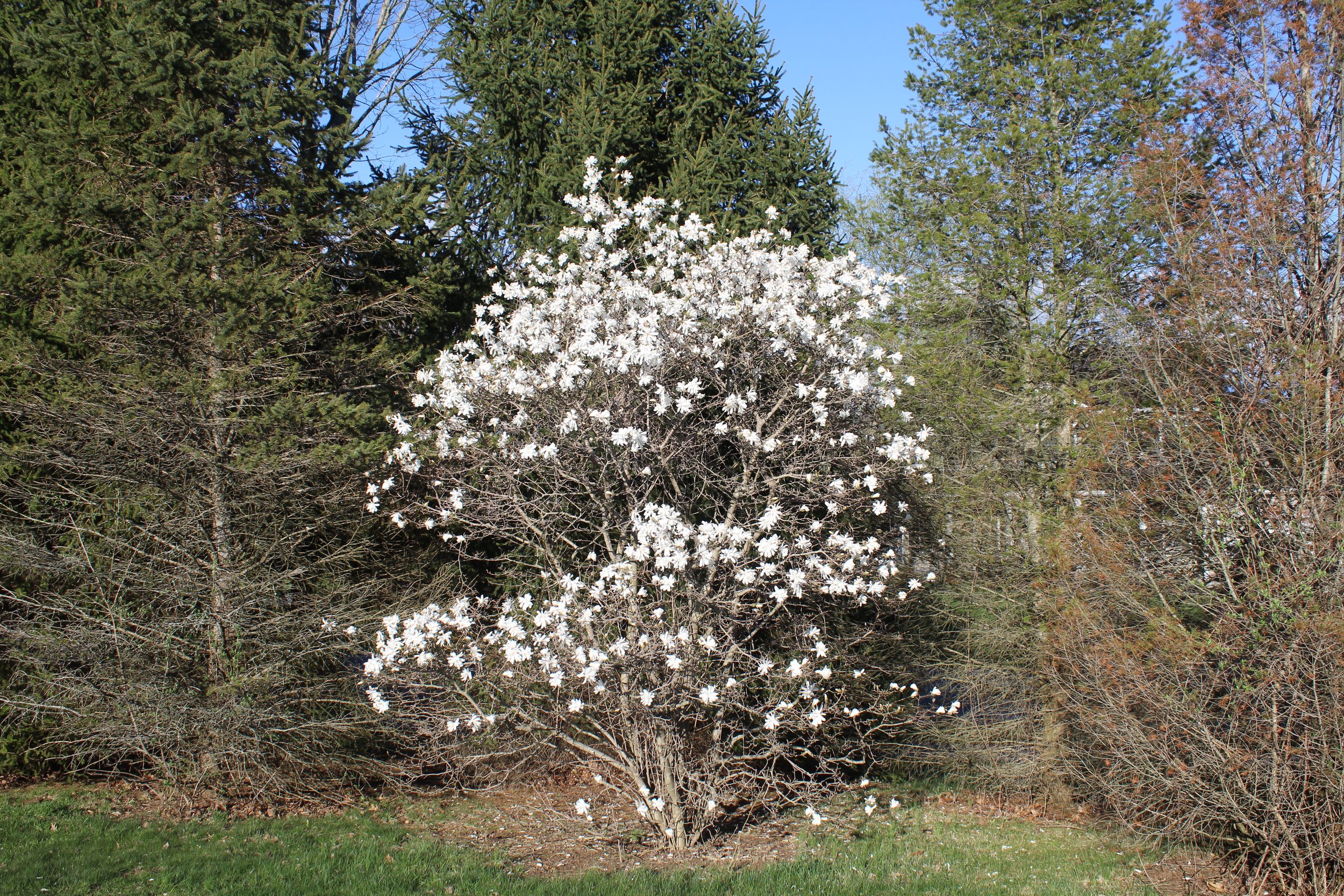 Star Magnolia size and habit (M. stellata)