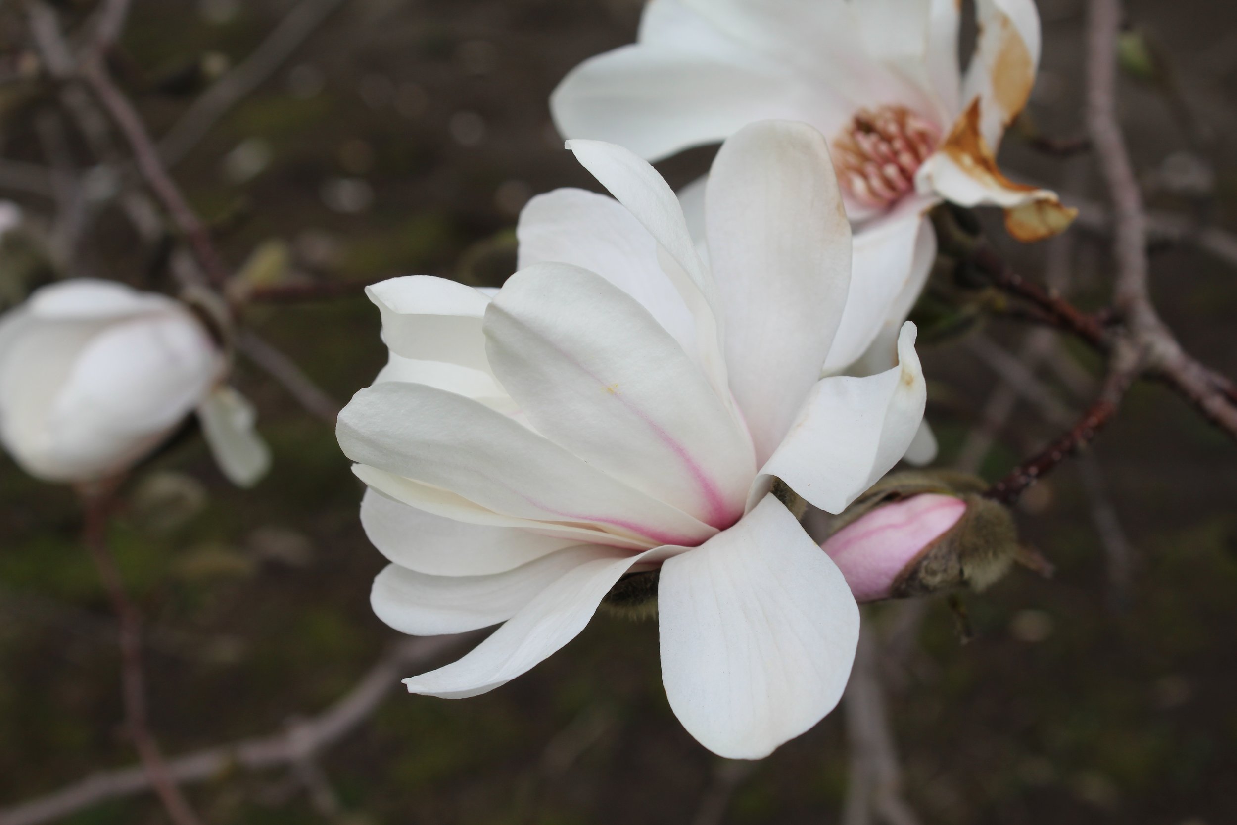 Flower of 'Merrill'