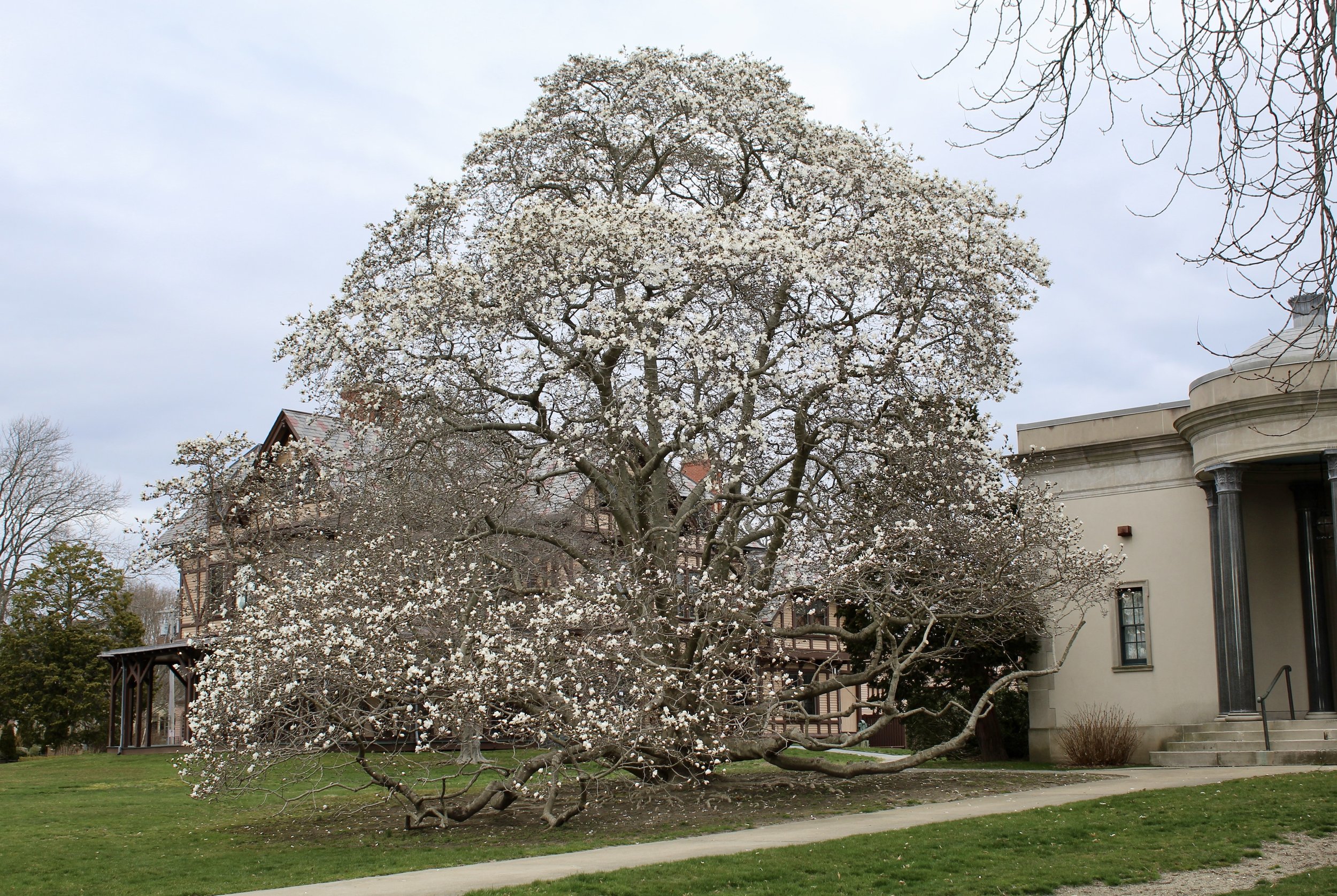 Magnolia in bloom at the Newport Art Museum