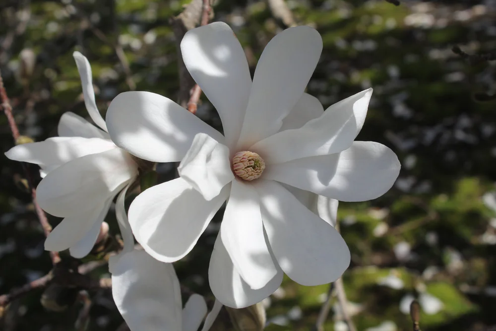 The Star of Newport: Determining the identity of one of Newport’s most ...