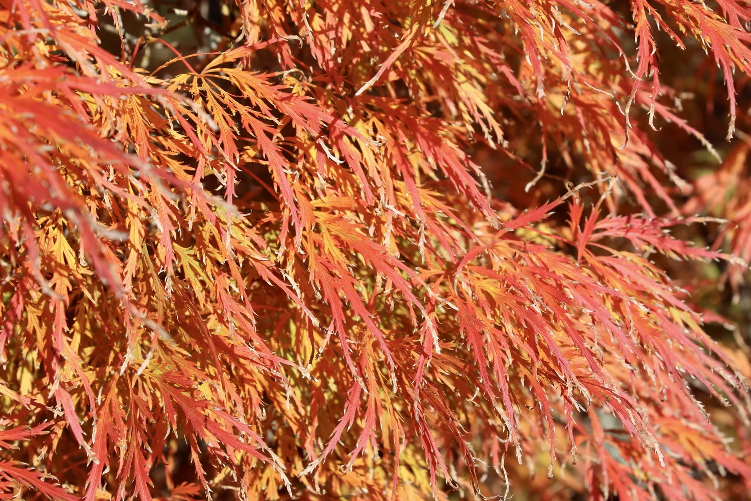 Tree of the Year 2023: Cutleaf Japanese Maple — Newport Tree Conservancy