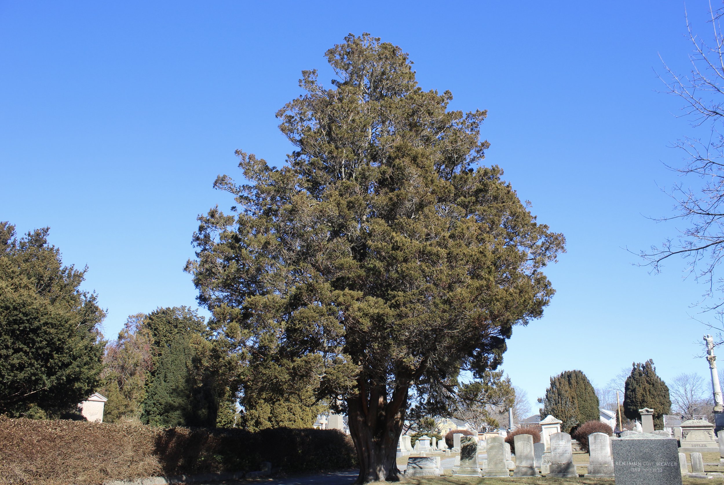 May Free Tree Walk: Island Cemetery