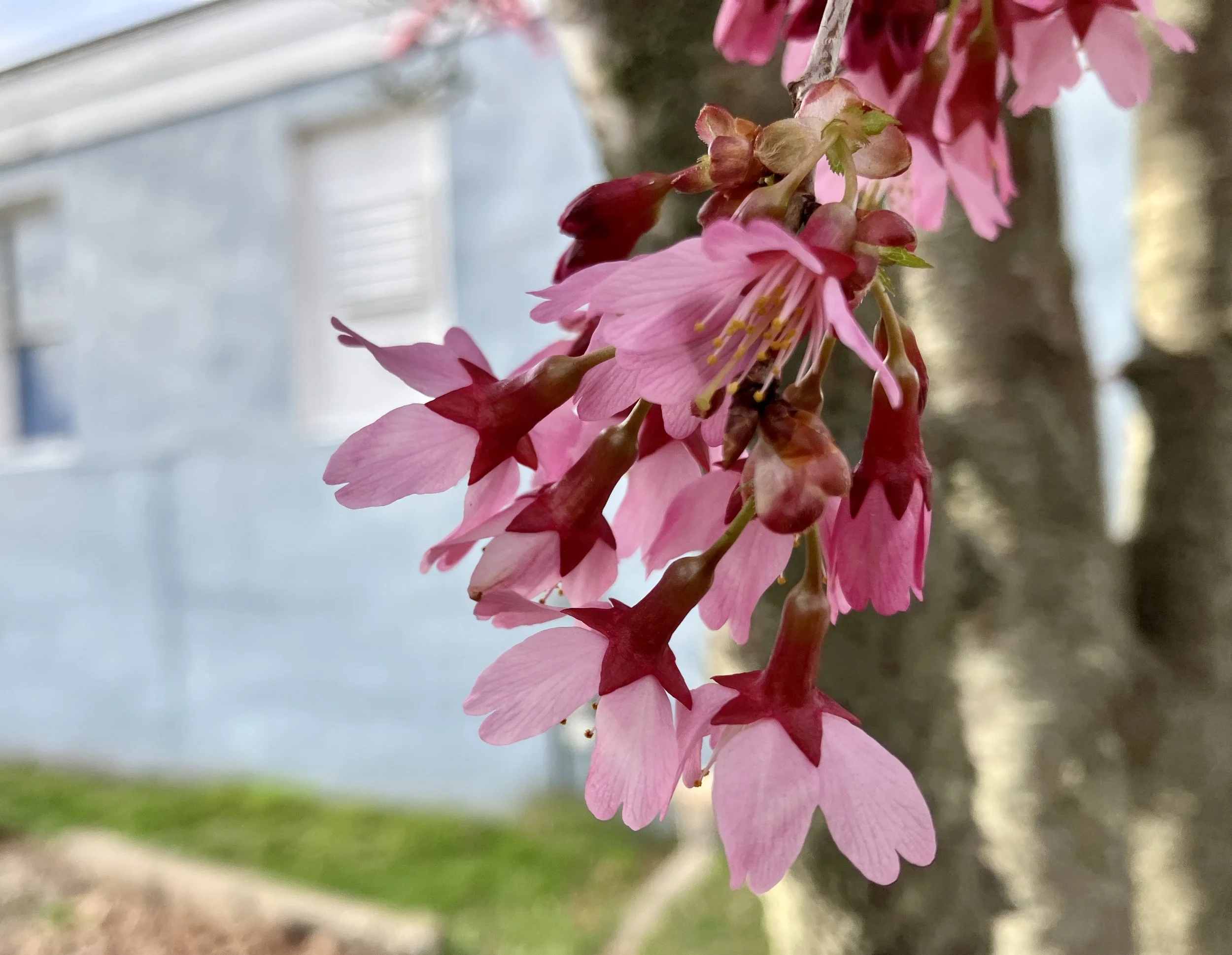 Okame Cherry – The Early Cherry Blossom — Newport Tree Conservancy