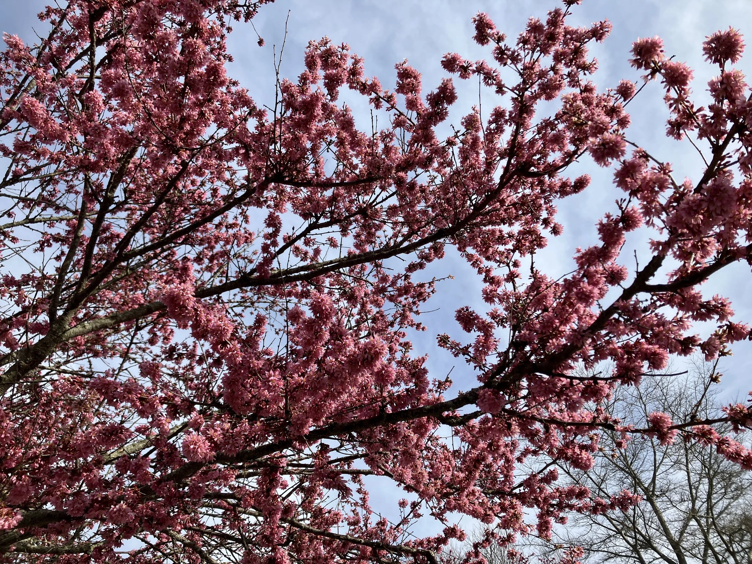 Okame Cherry – The Early Cherry Blossom — Newport Tree Conservancy