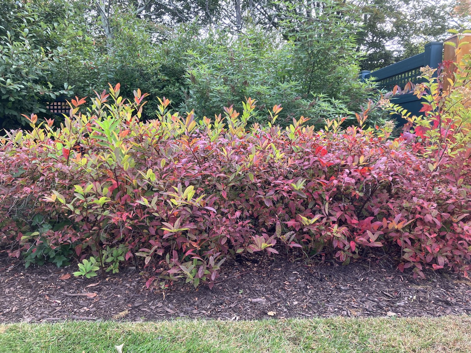 Who's behind the name? — Newport Tree Conservancy