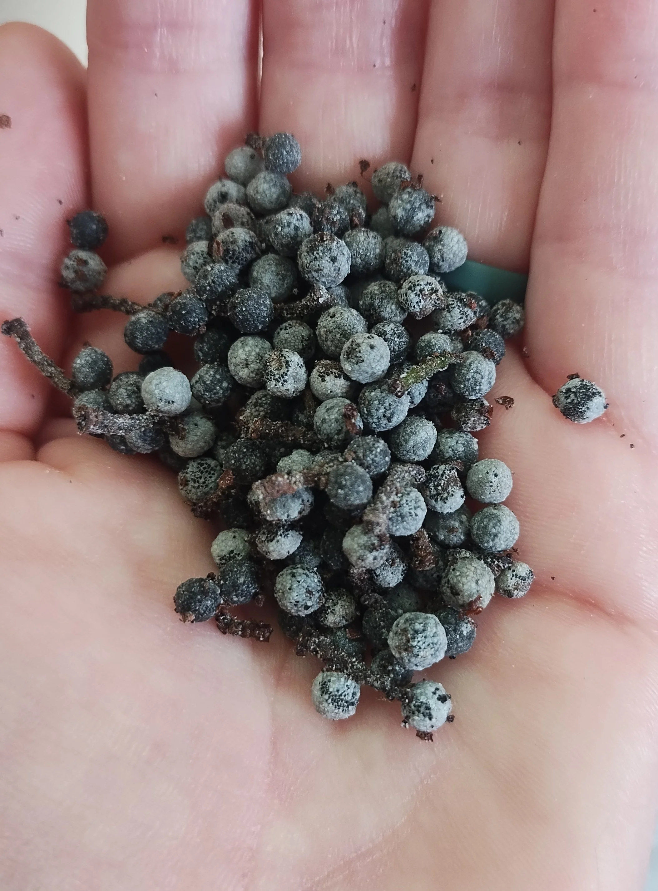  These silvery berries belong to the northern bayberry ( Myrica pensylvanica ). The distinct color and texture of the coating is incredibly waxy, waxy enough that they can be used in the making of candles. Cleaning the seed can be difficult, requirin