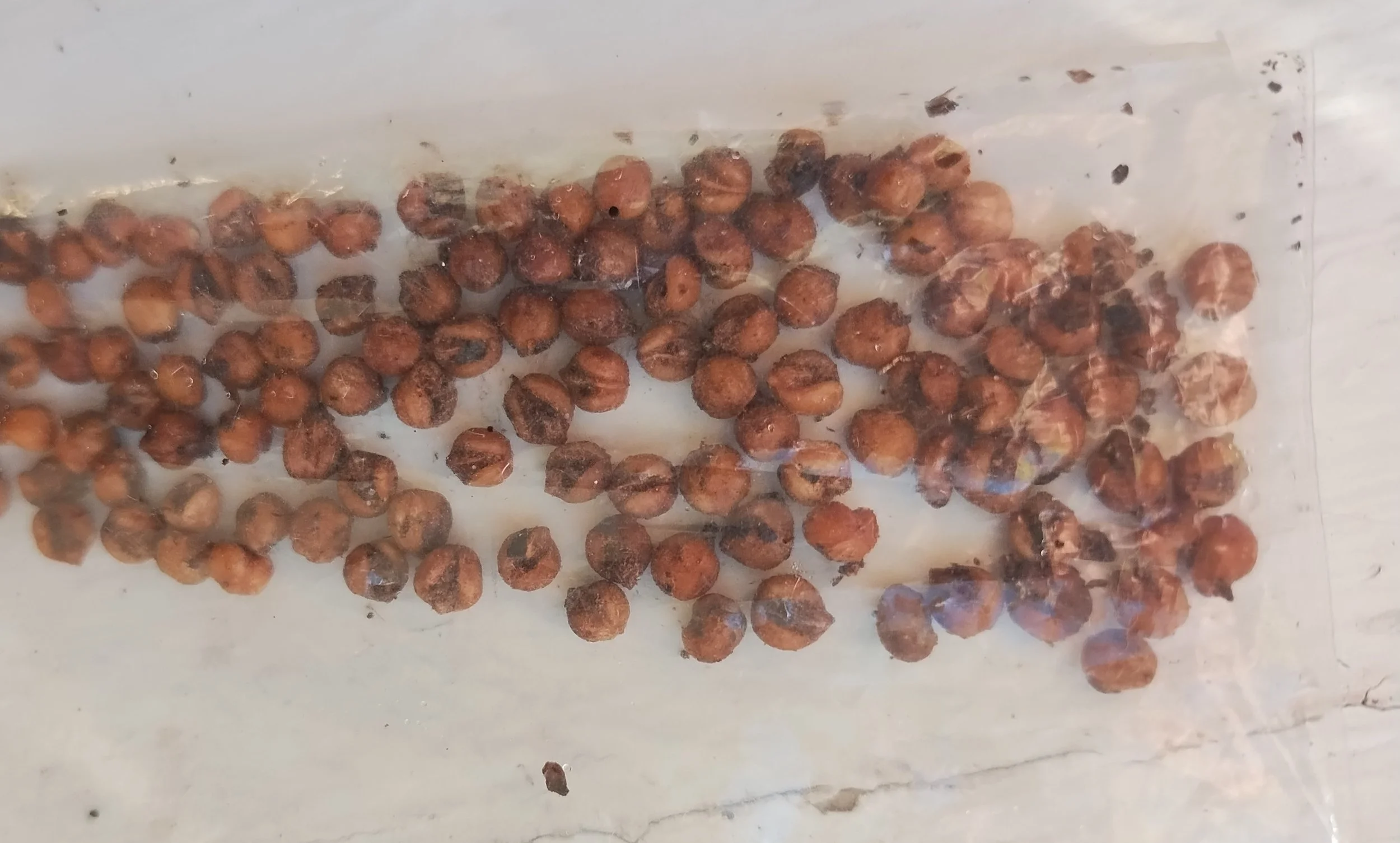  Arrowwood viburnum&nbsp;( Viburnum dentatum ) seeds, cleaned of the berry flesh and snug in their plastic bag for winter storage in the refrigerator. 