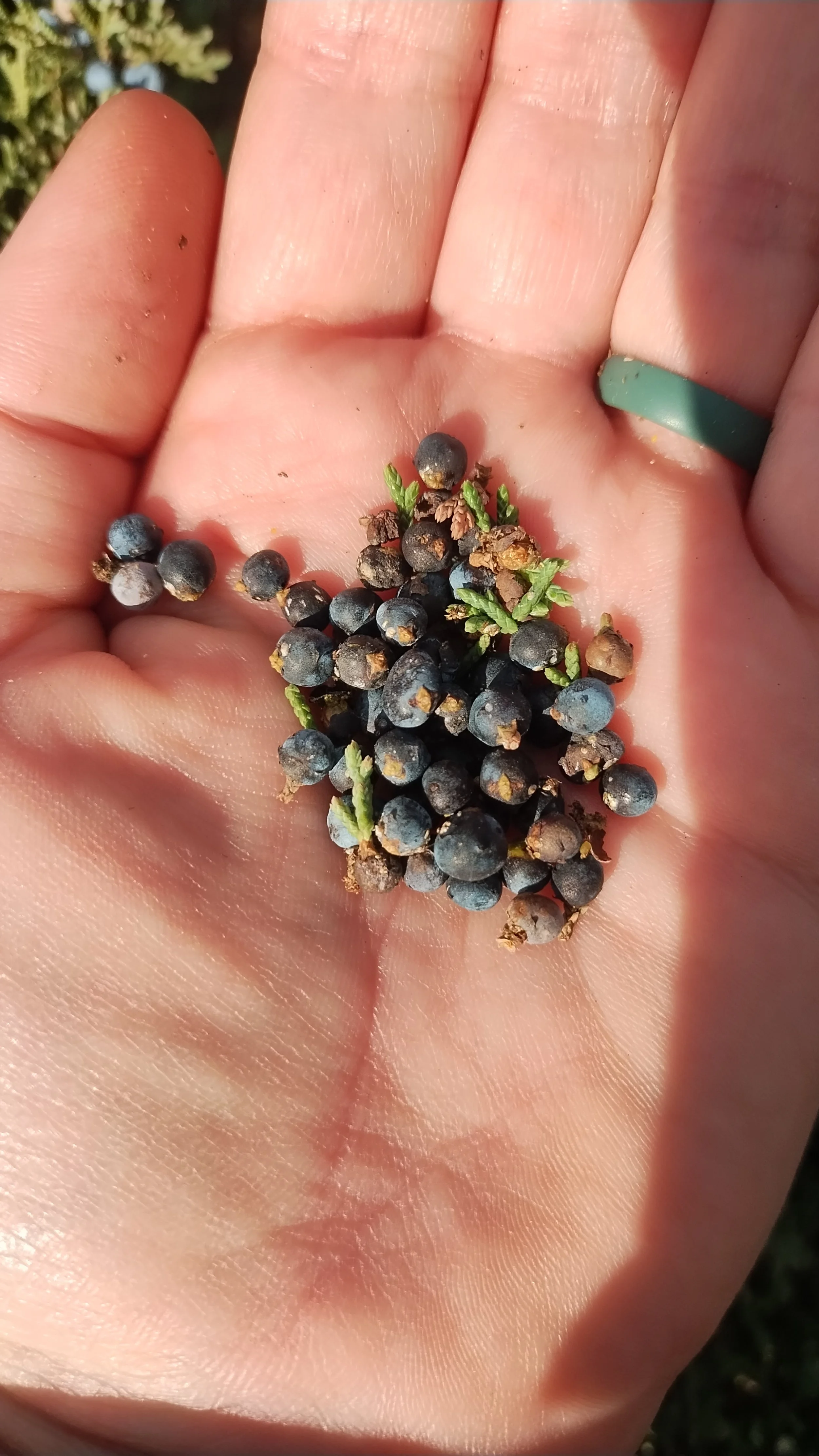  Freshly collected eastern red cedar ( Juniperus virginiana ) cones. Yes, cones! Though they may look like berries, and are commonly called juniper berries, the fruiting body of this tree is technically a seed cone, exhibiting a fleshy exterior rathe