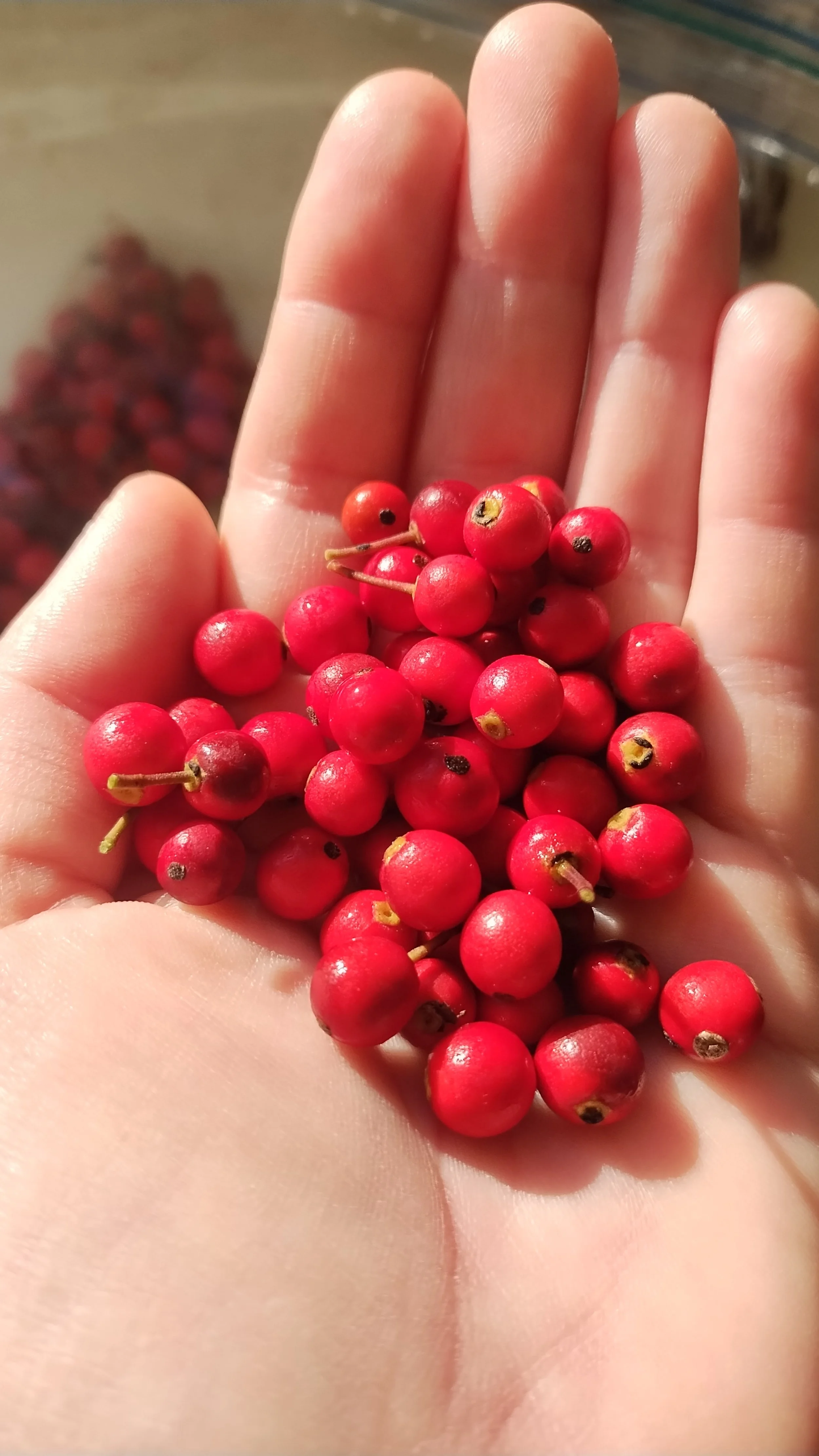  The bright and beautiful berries of our native holly tree ( Ilex opaca ), a treat in the landscape for the winter holidays and the birds. 