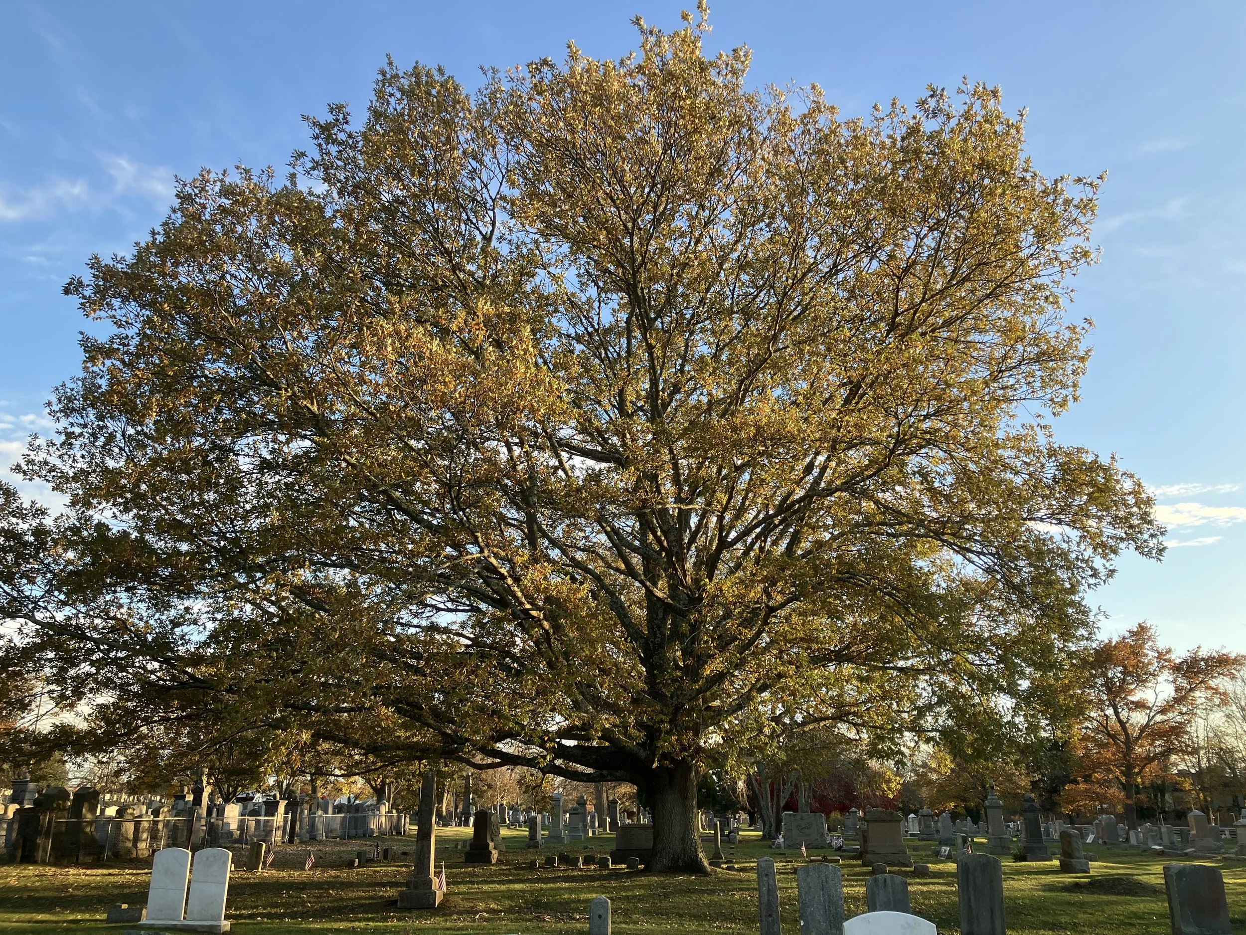 2025 Tree of the Year: The wide spreading Turkish Oak