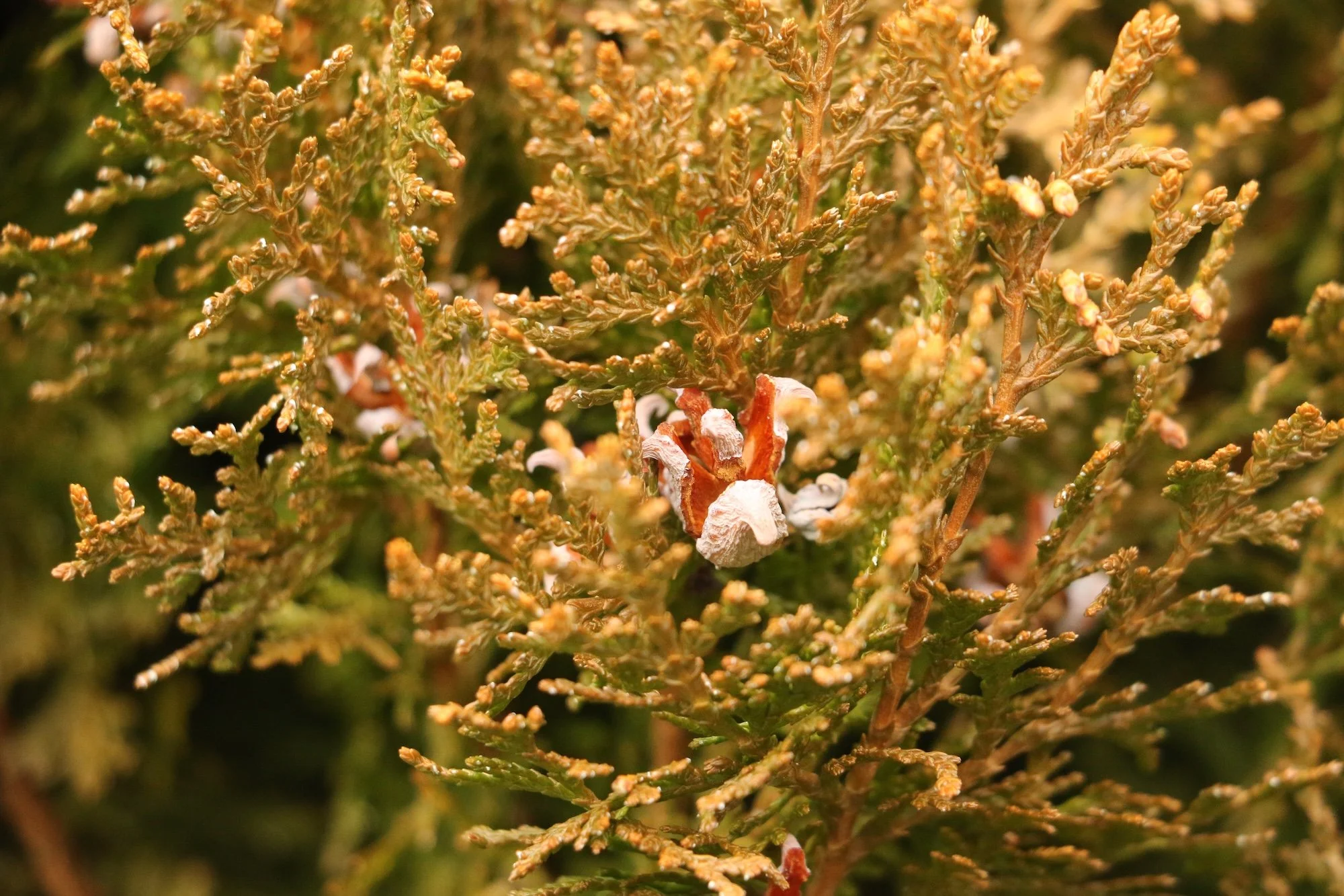 Chromoplasticity: Why Some Evergreens aren't so Green in Winter