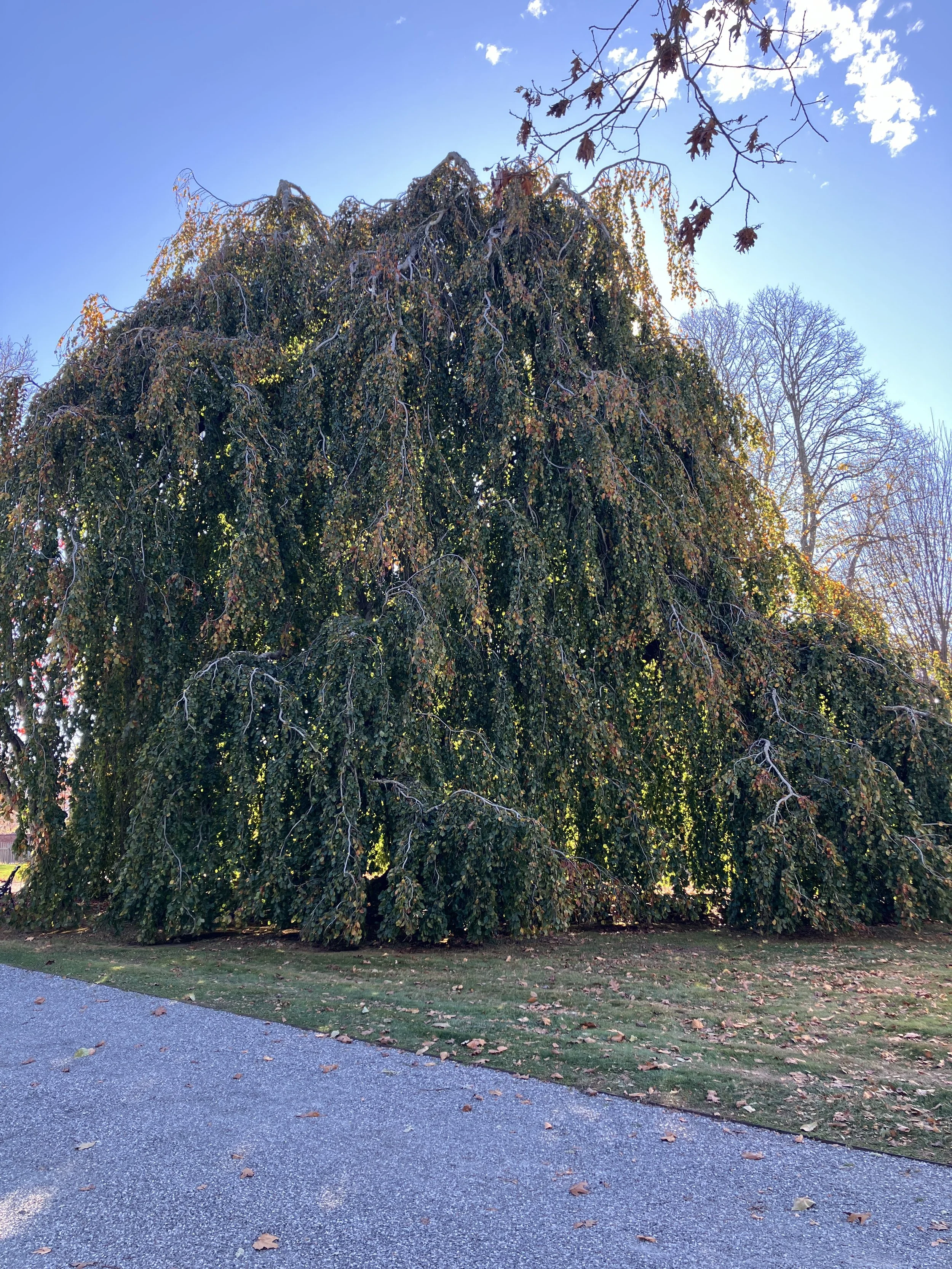 2024 Tree of the Year: Weeping Beech
