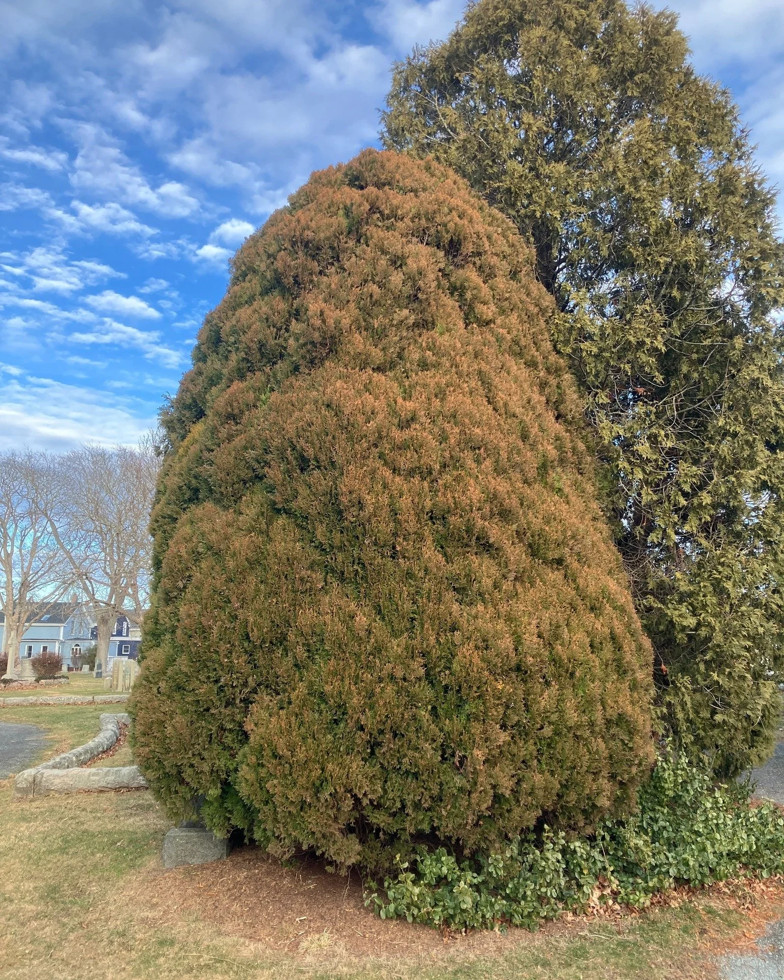 We return to Island Cemetery Newport to see this week&rsquo;s feature tree, the charming compact yellow Asiatic arborvitae (Platycladus orientalis &lsquo;Aurea Nana&rsquo;). This old-fashioned conifer is common to see in aging landscapes around Newpo